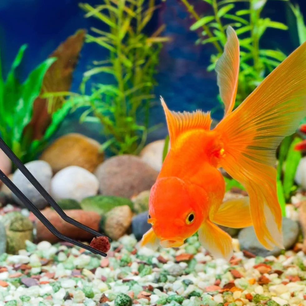 Kit d'outils pour Aquarium en Acier Inoxydable, Pince, Ciseaux, Spatule pour Plantes Aquatiques