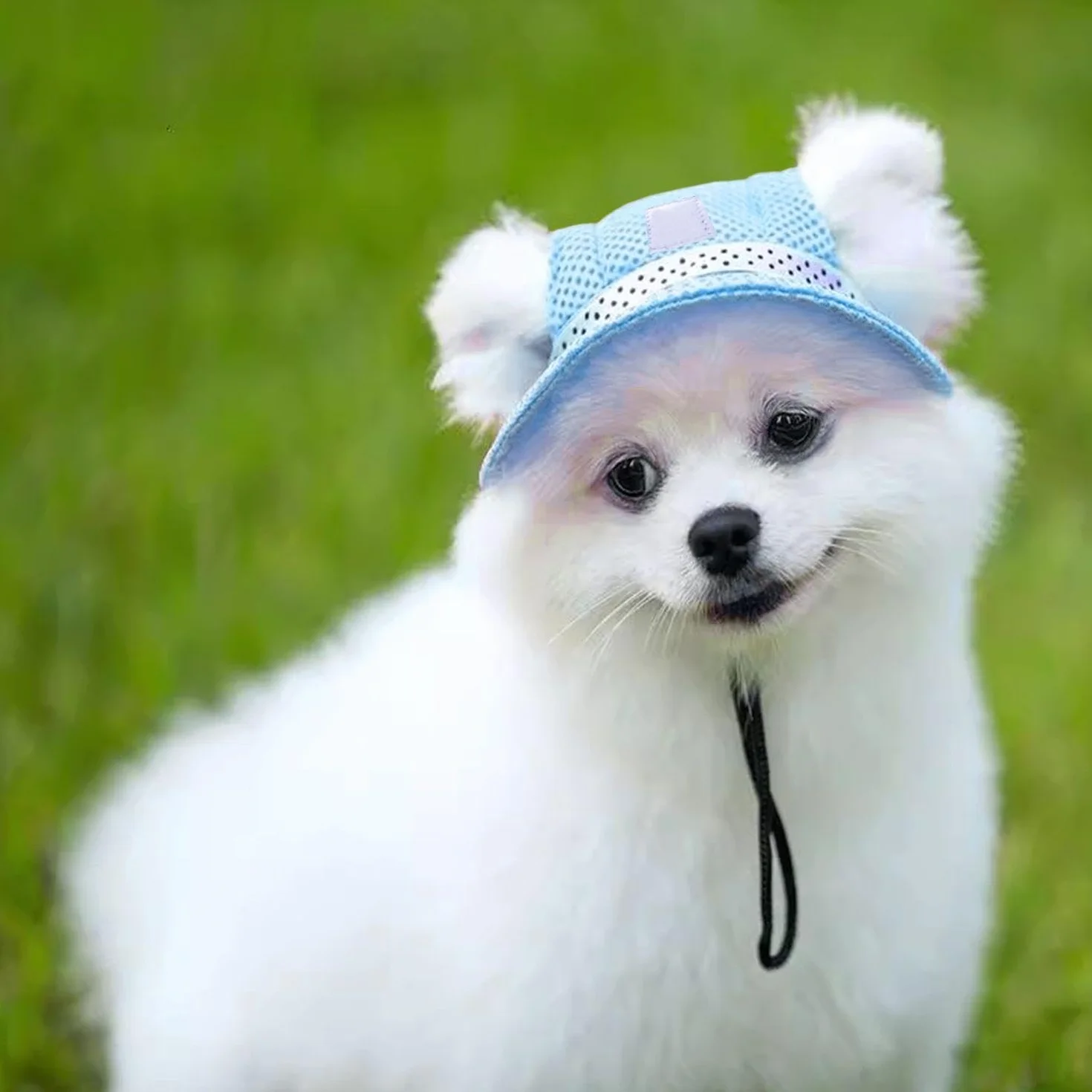 Chapeau De Soleil pour Chien Bleu, Parasol pour Chien, Jouet pour Animaux De Compagnie