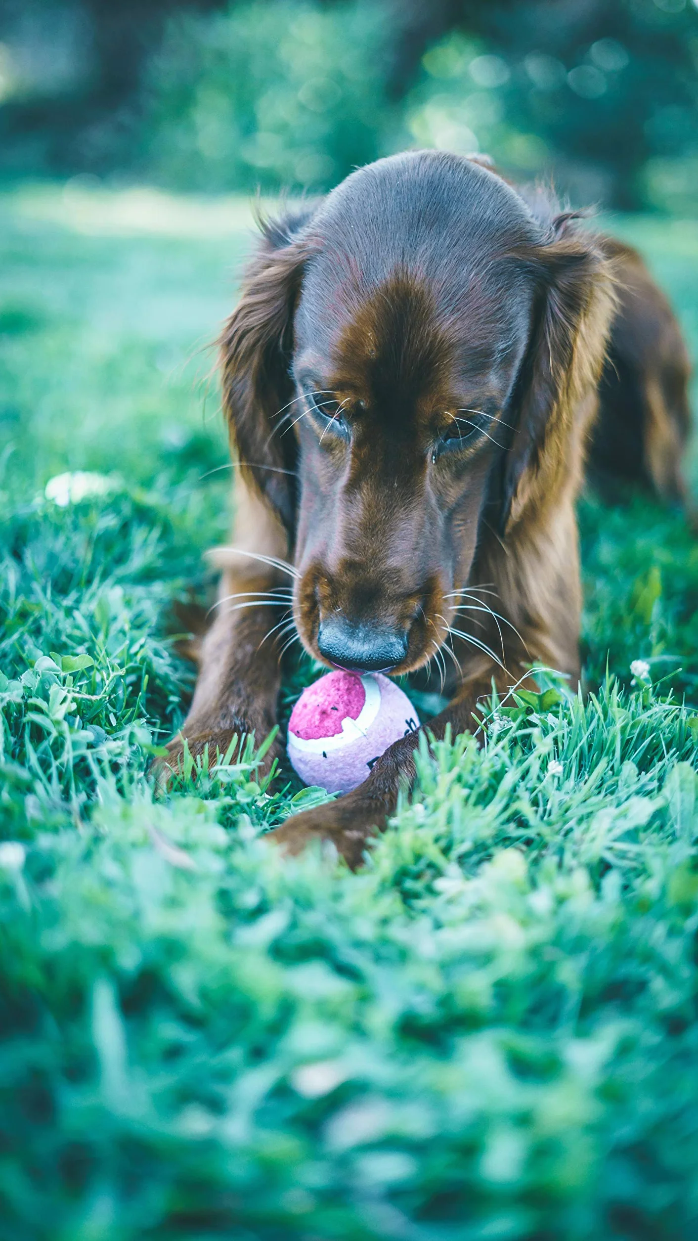 Aimé Balle de Tennis Parfum Fruité pour Chien 4 x 6 cm Stimule l'Odorat