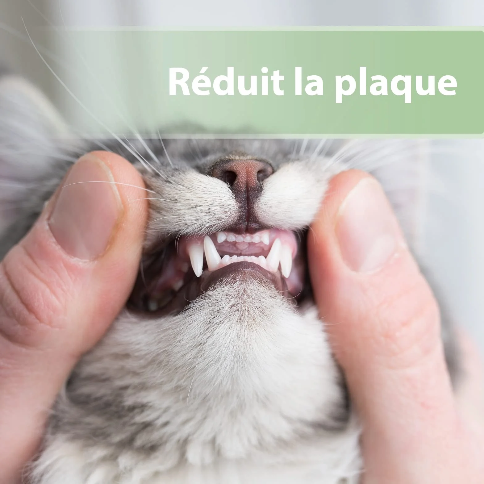 Felisept Doigtiers De Soins Dentaires Pour Chats 50 pcs - Nettoyage Dents Chat Hygiène Santé