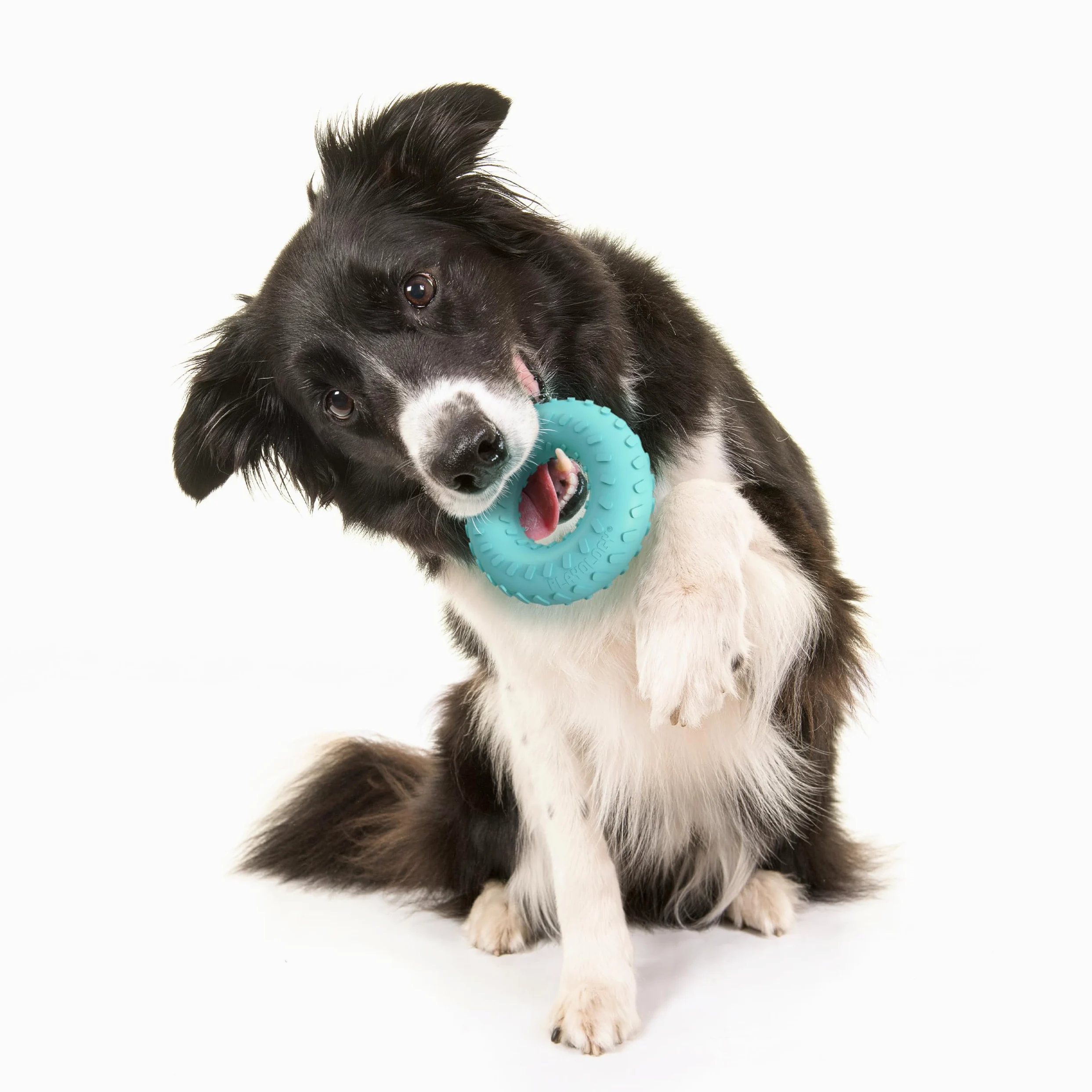 Playology double couche Bague parfumée jouet pour chien, doux et Chewy à l'extérieur, rigide et durable à l'intérieur