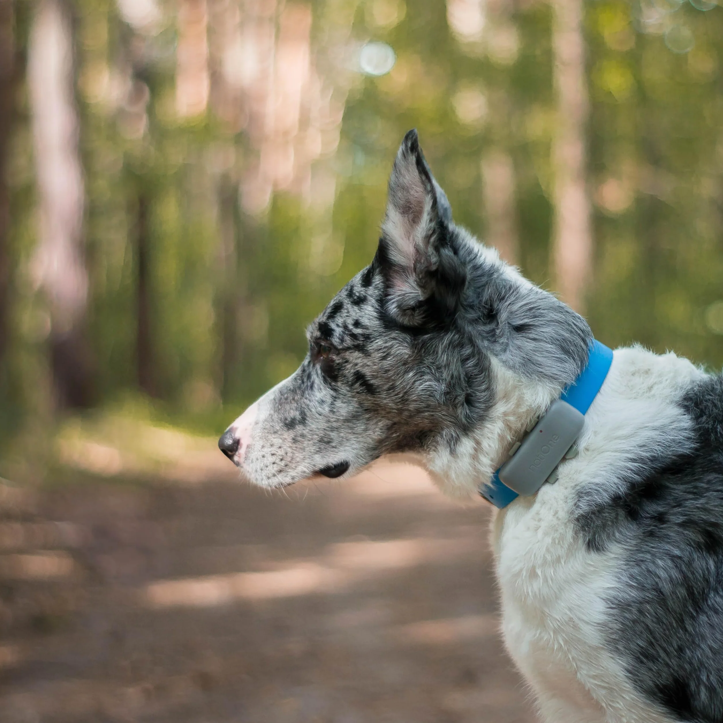 Traceur GPS Pet Plus sans Abonnement, Chien & Chat, géofence | Suivi d'activité et Roaming Gratuit, Etanche