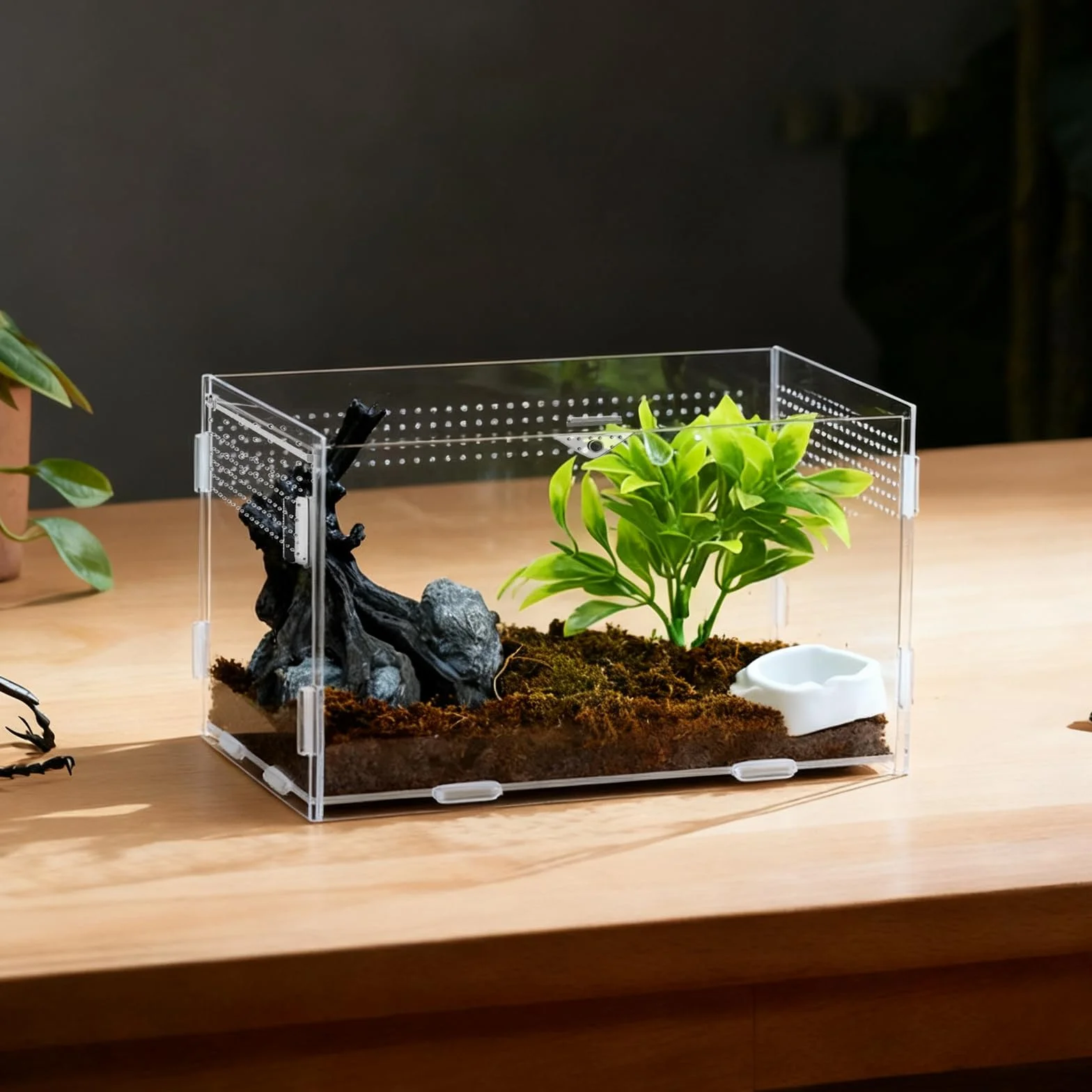 Terrarium Acrylique pour Escargots 20 x 12 x 12 cm Transparent avec Trous d'Aération