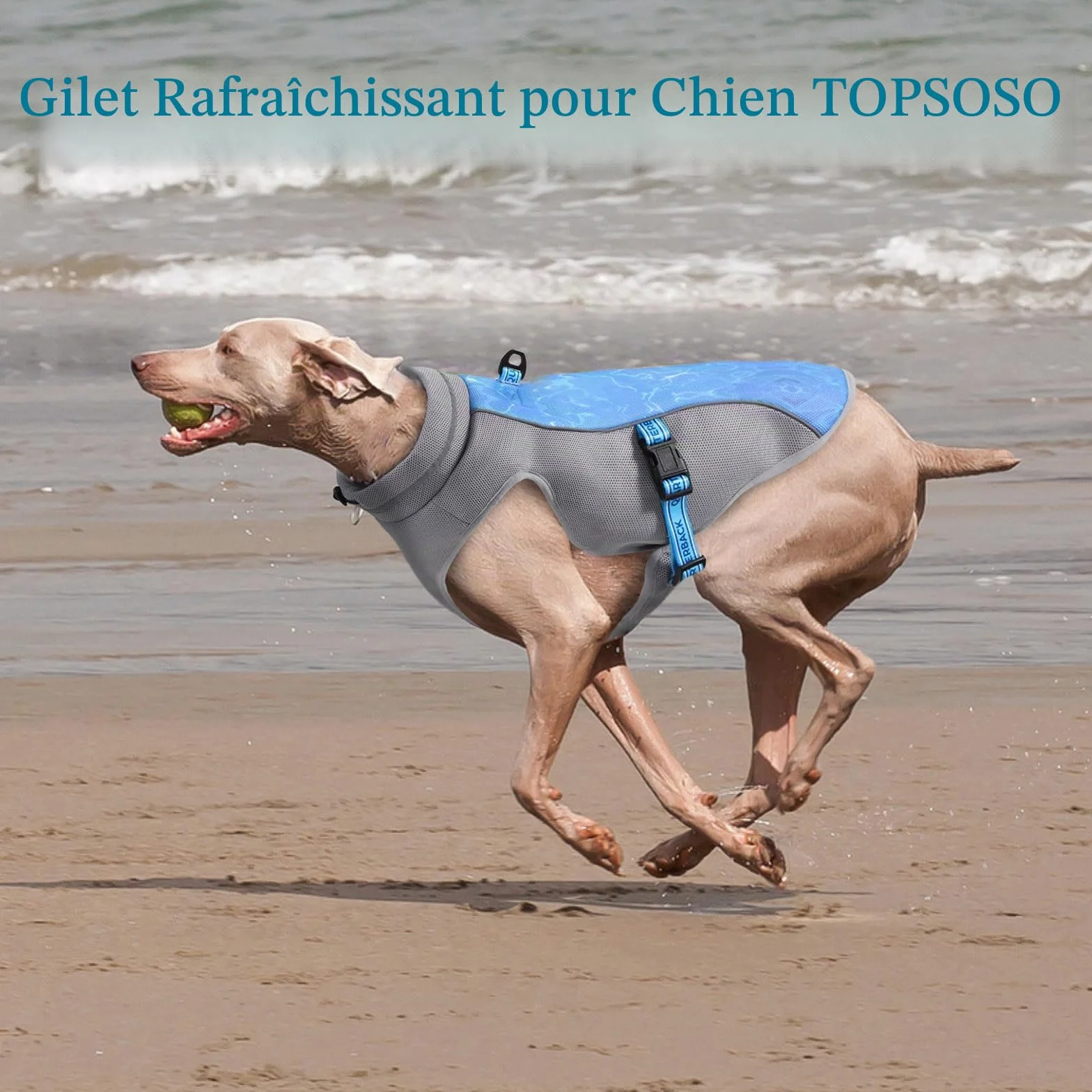 Gilet Rafraichissant Respirable avec Protection UV pour Chien - Manteau pour Promenade et Activités Extérieures (Bleu M)