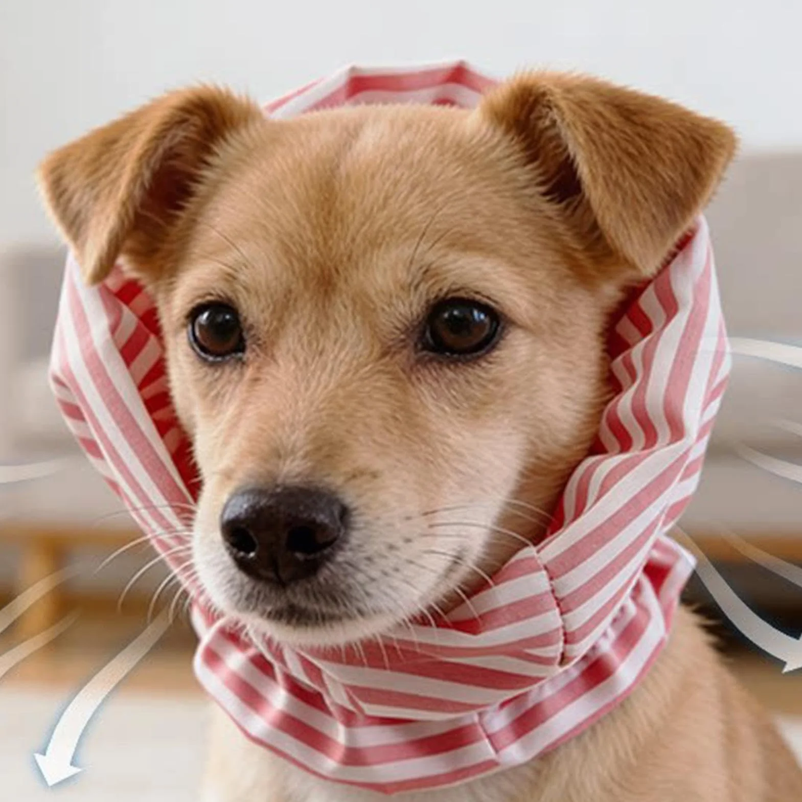 Protège Oreilles Chien - Snood Respirant | Cache-Oreilles pour Animaux | Protection Oreilles Bain Toilage Repas Extérieur Voyage Jardin Plage Parc Bleu Élastique Confortable Lavable