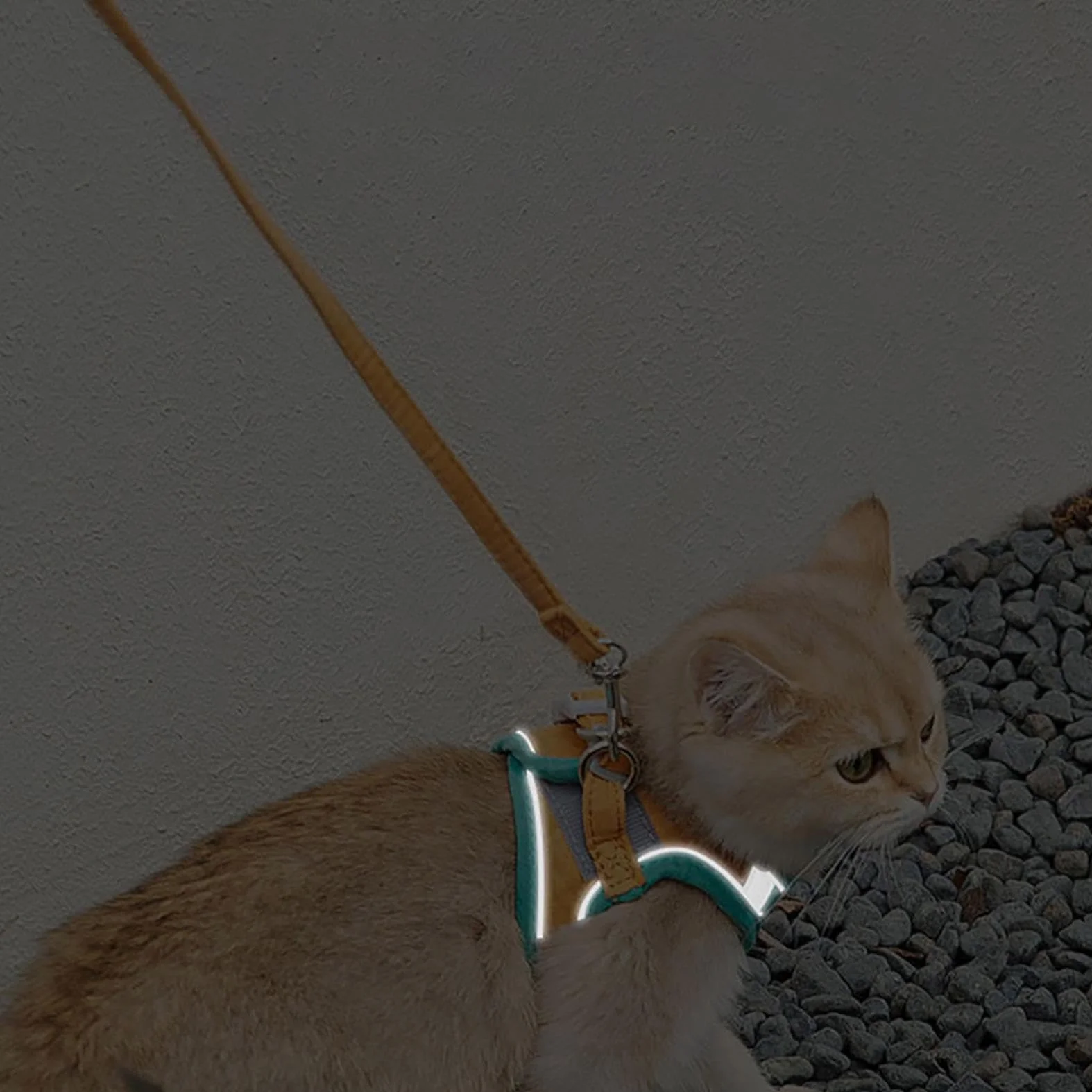 Harnais anti-fugue pour chat et chiot réglable orange L