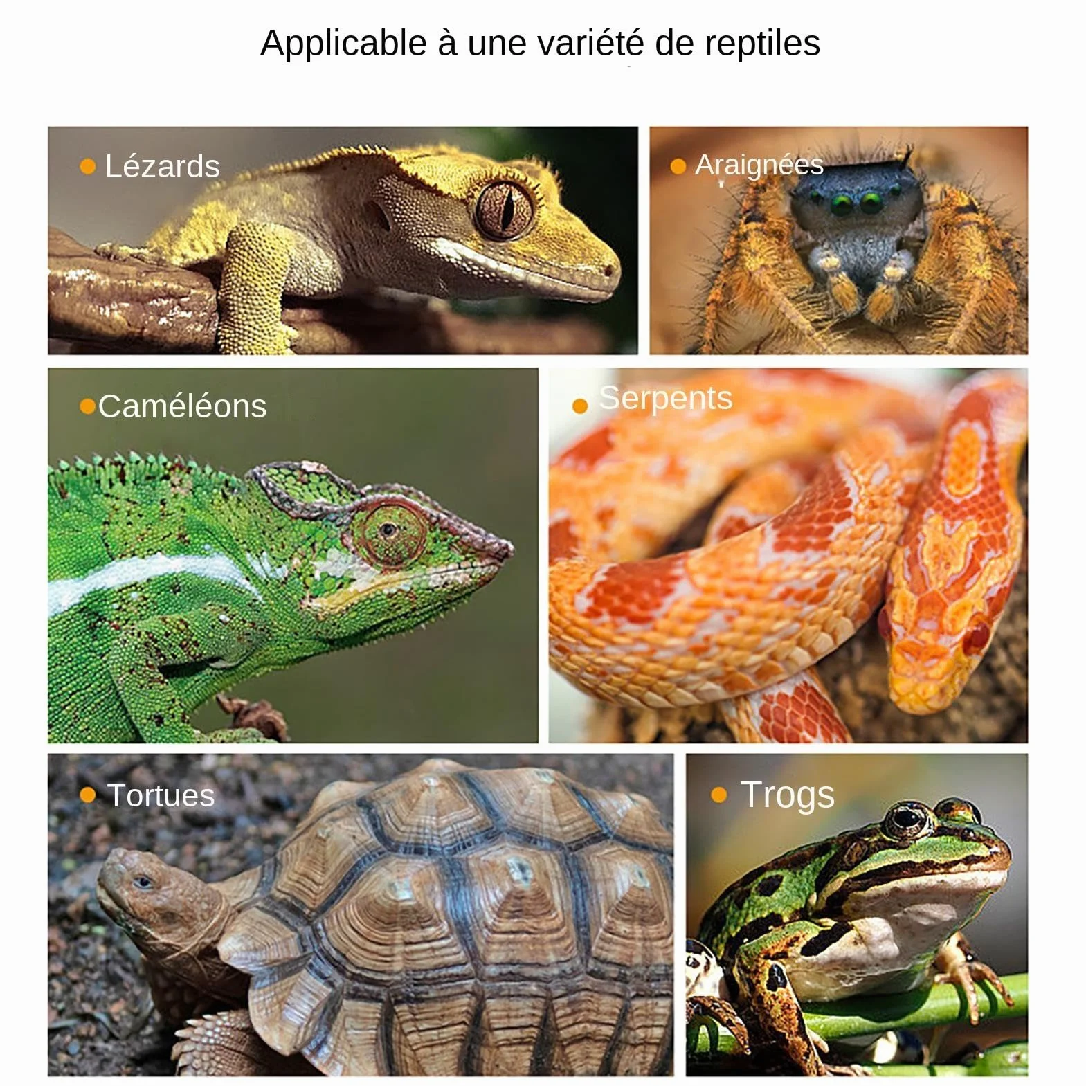Branches de Bois Épaisses pour Reptile – Décorations d'Habitat de Serpent, Branches Grimpantes de Terrarium en Bois, Ornement de Tronc d'Arbre