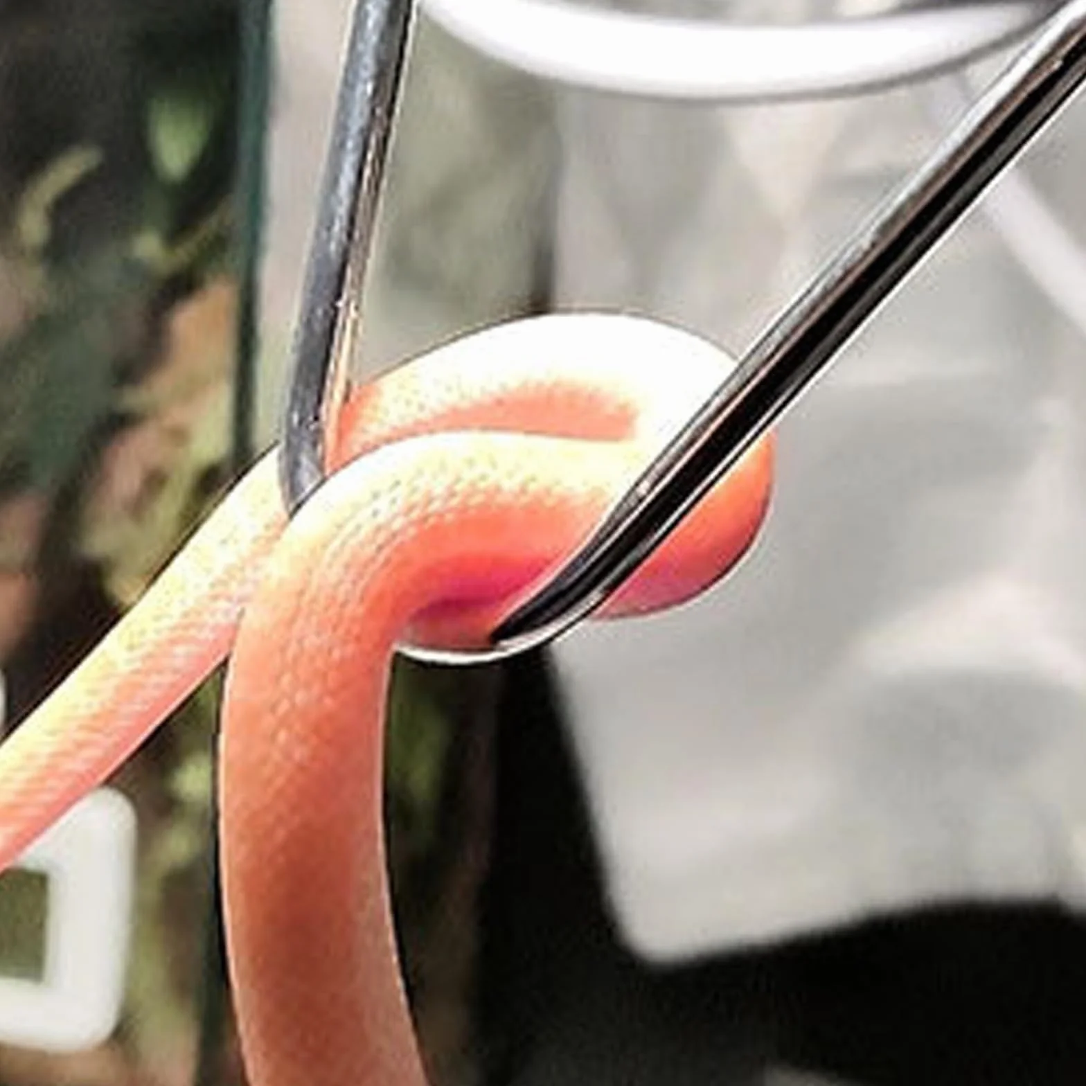 Crochet télescopique en acier inoxydable pour reptiles