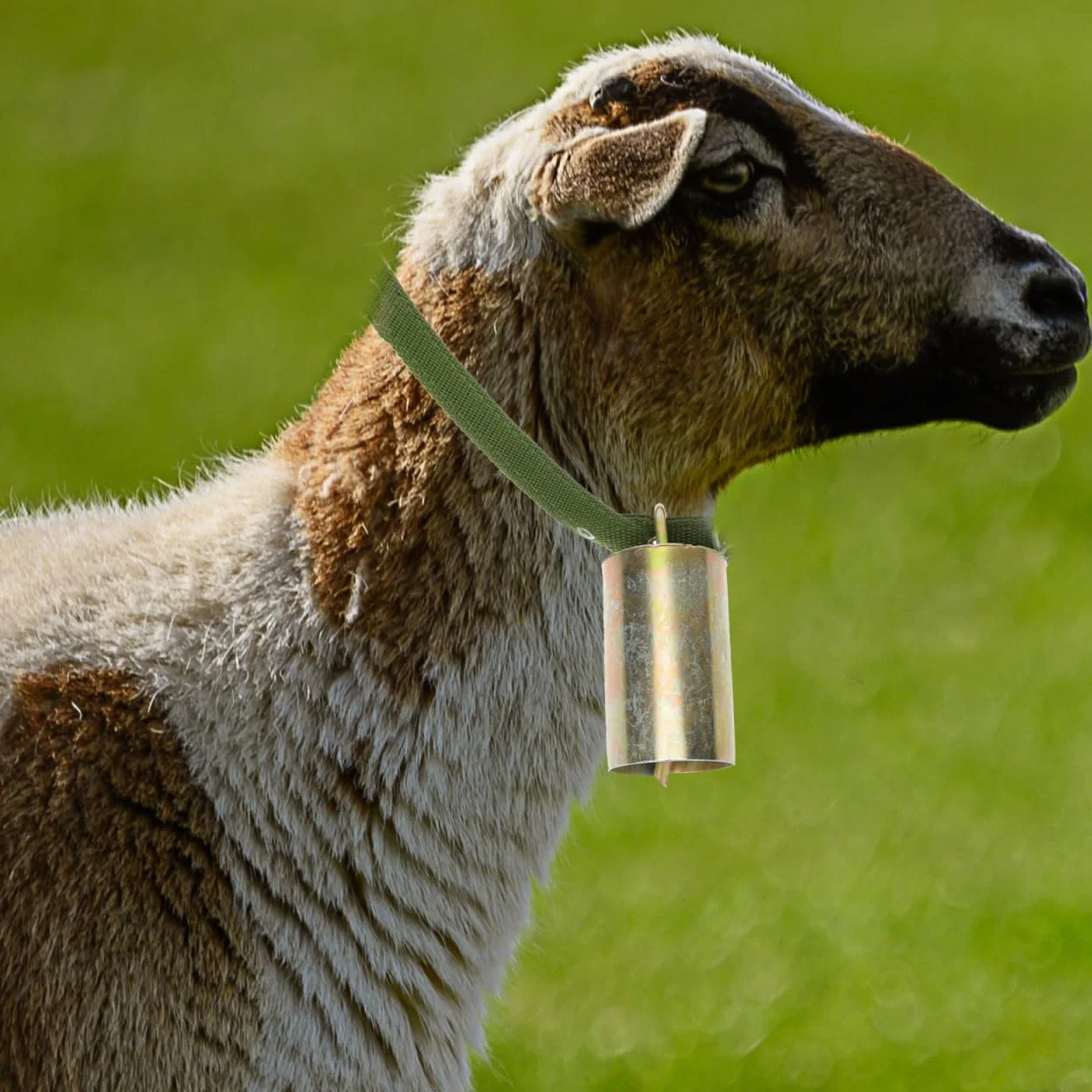 STOBAZA Cloche de pâturage pour bétail et moutons Sonnette en bronze avec son fort