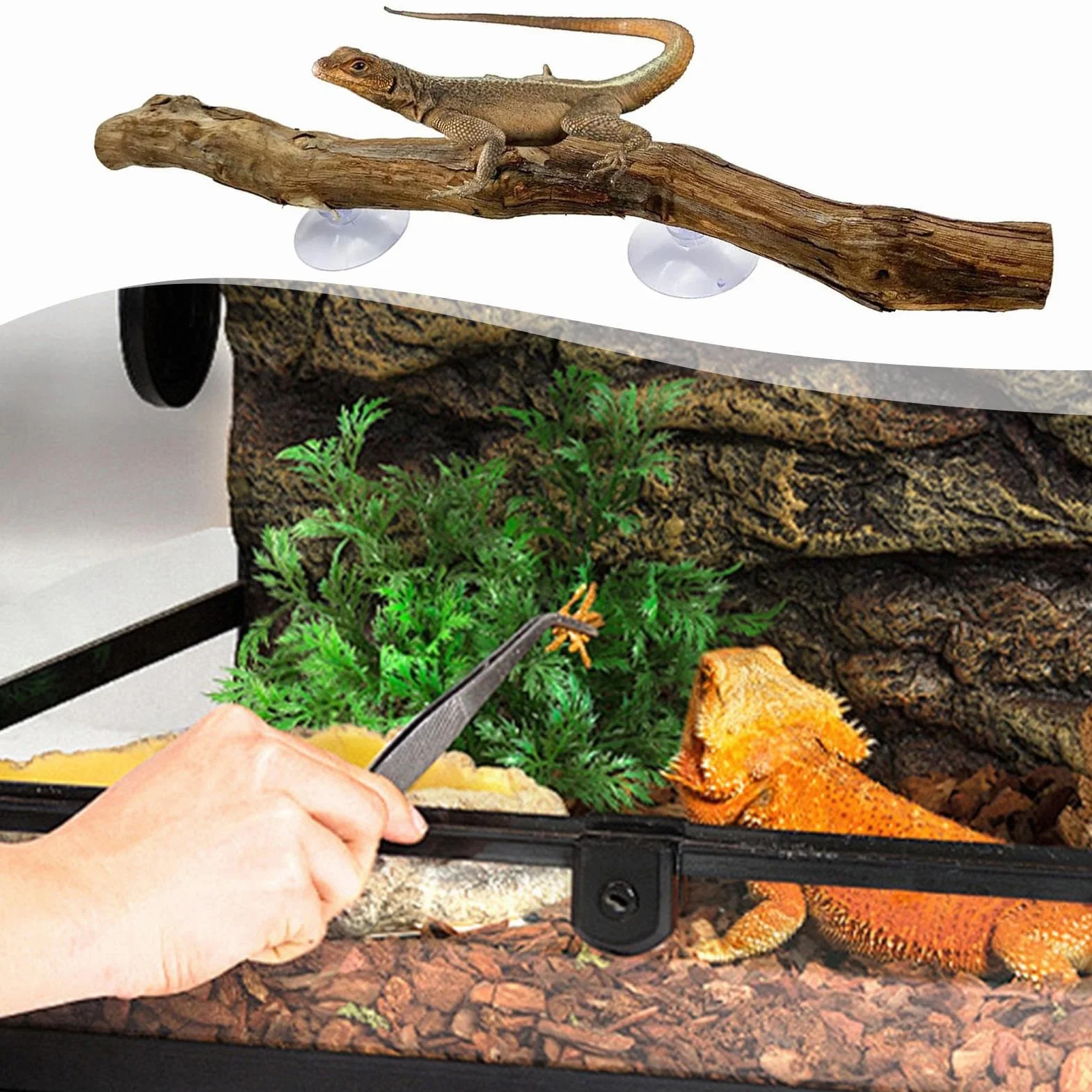 Branches d'escalade pour reptiles 30 cm Tronc d'arbre en bois naturel Décoration terrarium Antidérapant Lézard Serpent Gecko