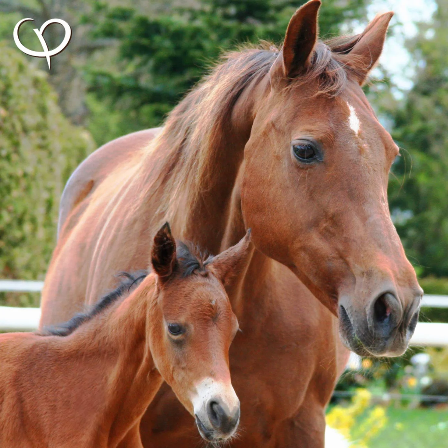GOLDEN PEANUT Graines de psyllium indiennes 99% 3 kg pour chevaux et poneys