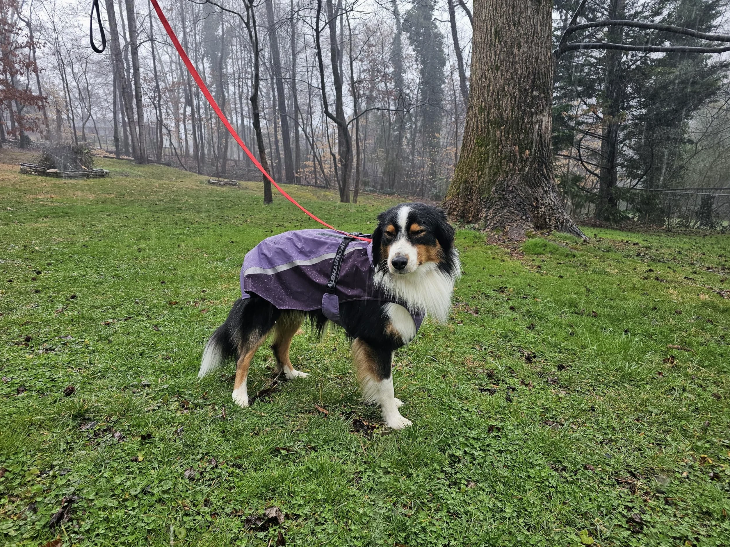 Manteau de pluie imperméable pour chien avec veste de pluie légère et réfléchissante (longueur du dos 65 cm, violet)