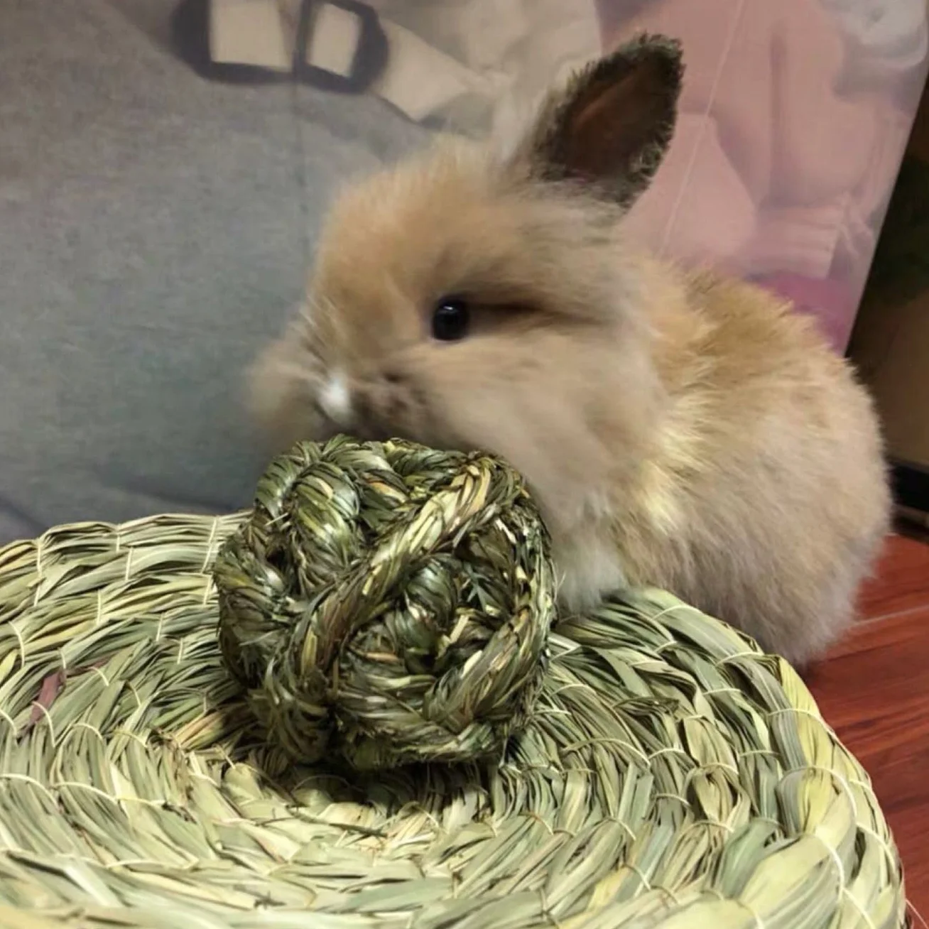 Boule d'herbe de Timothy Jouets Mâcher pour Petits Animaux Lapins Hamsters 6 Pièces