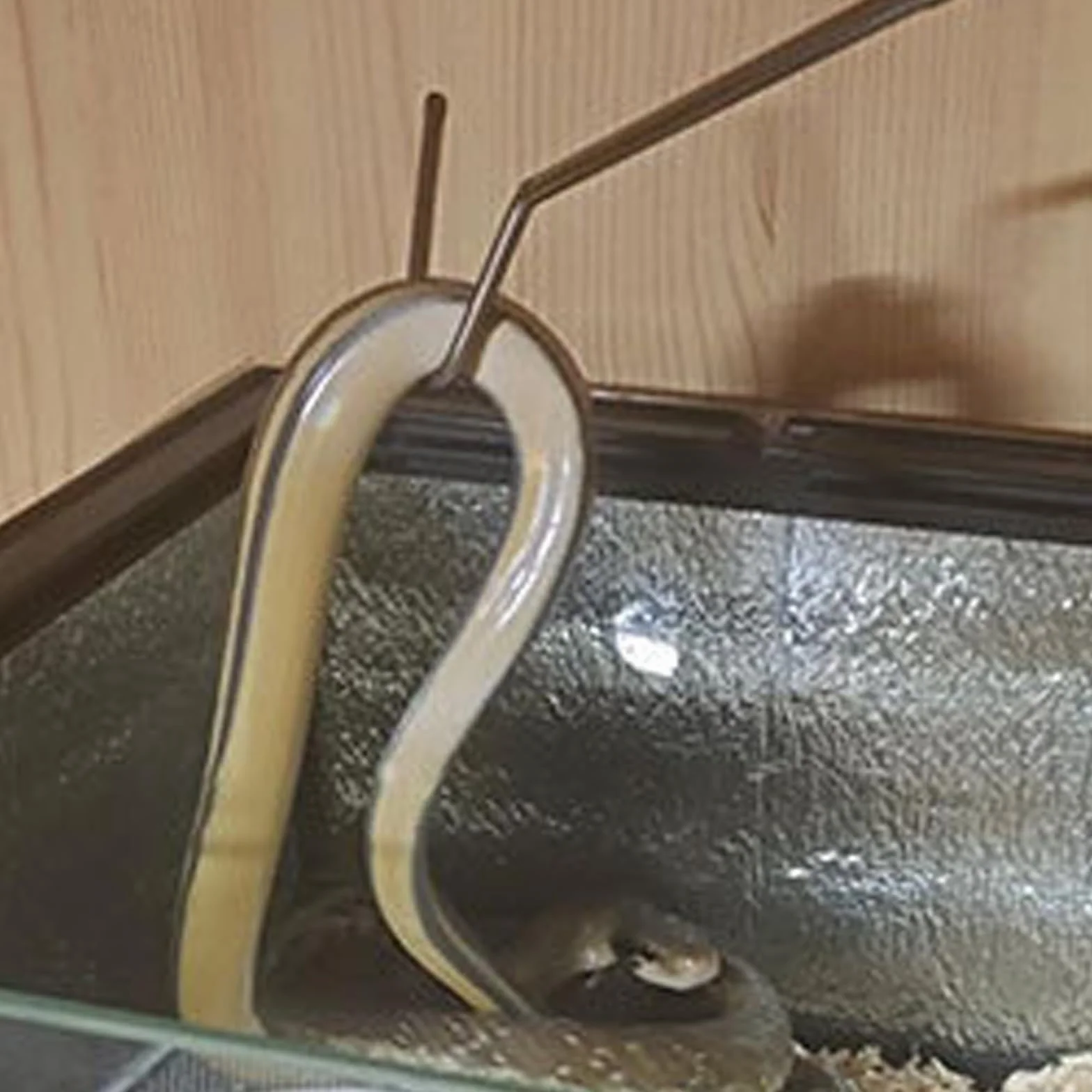 Crochet télescopique en acier inoxydable pour reptiles