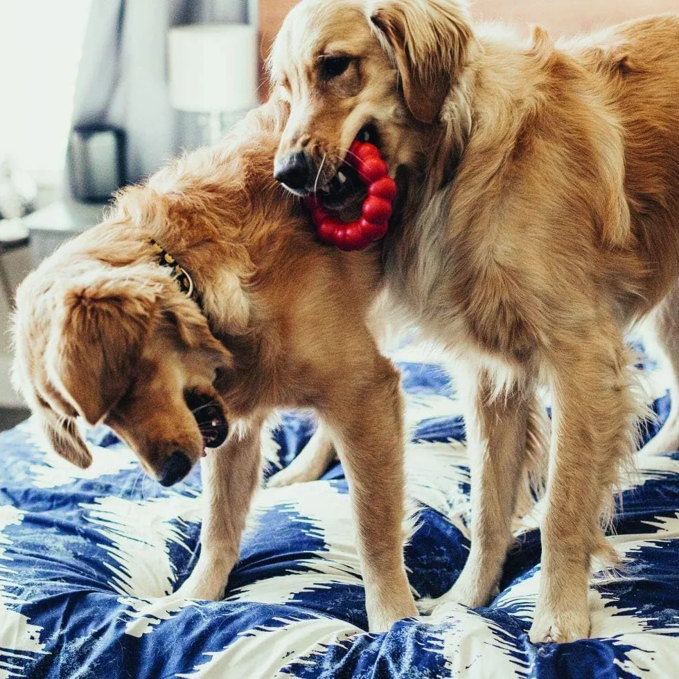 KONG Ring Jouet à Mâcher pour Chien Caoutchouc Naturel Durable Petits/Moyens
