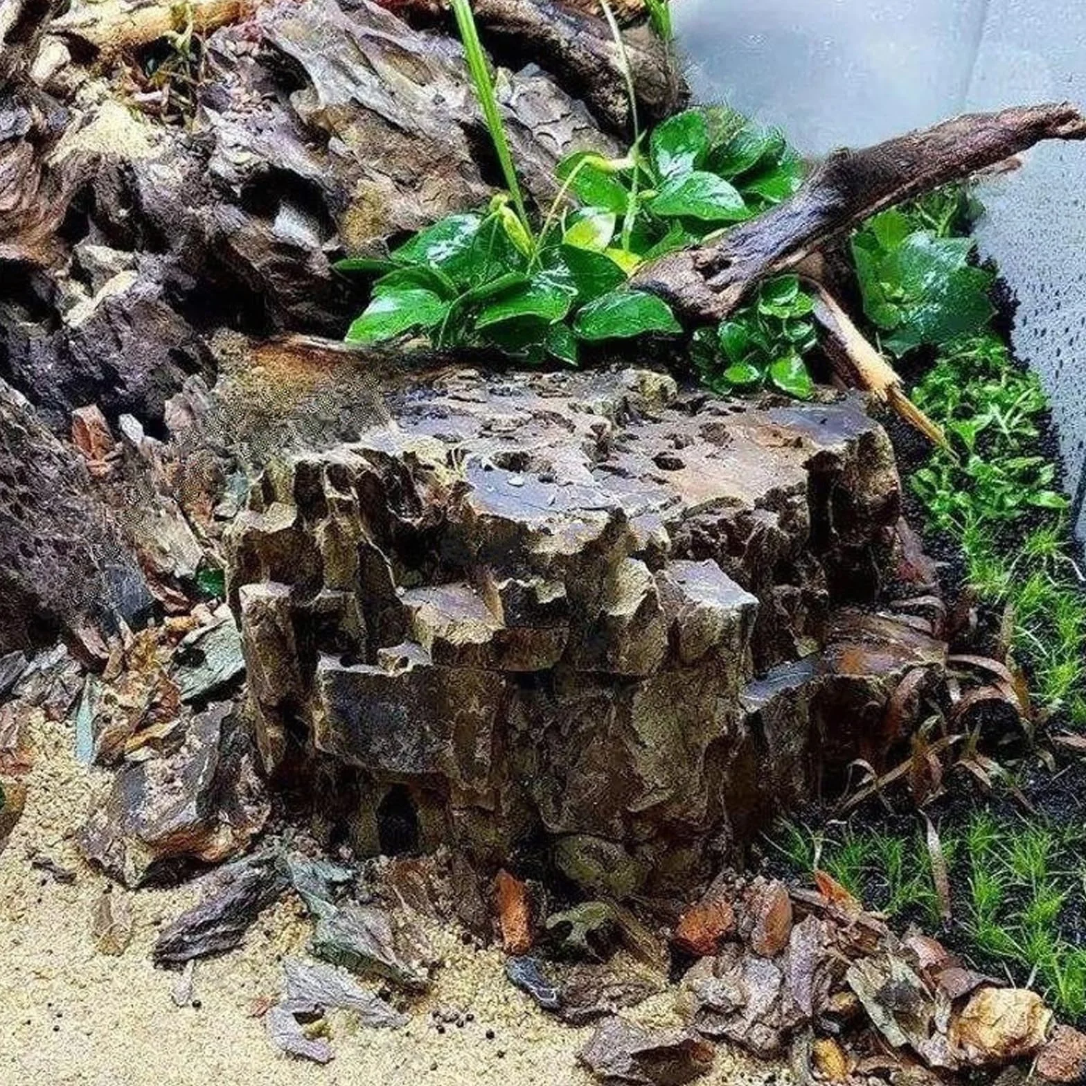 Aquarium Décoration Bois Flotté Branche Décorative Racine Flottant 4 Pièces