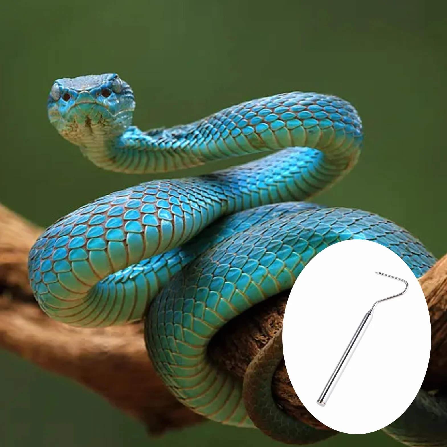 Pince à Crochet Télescopique en Acier Inoxydable pour Attraper les Reptiles