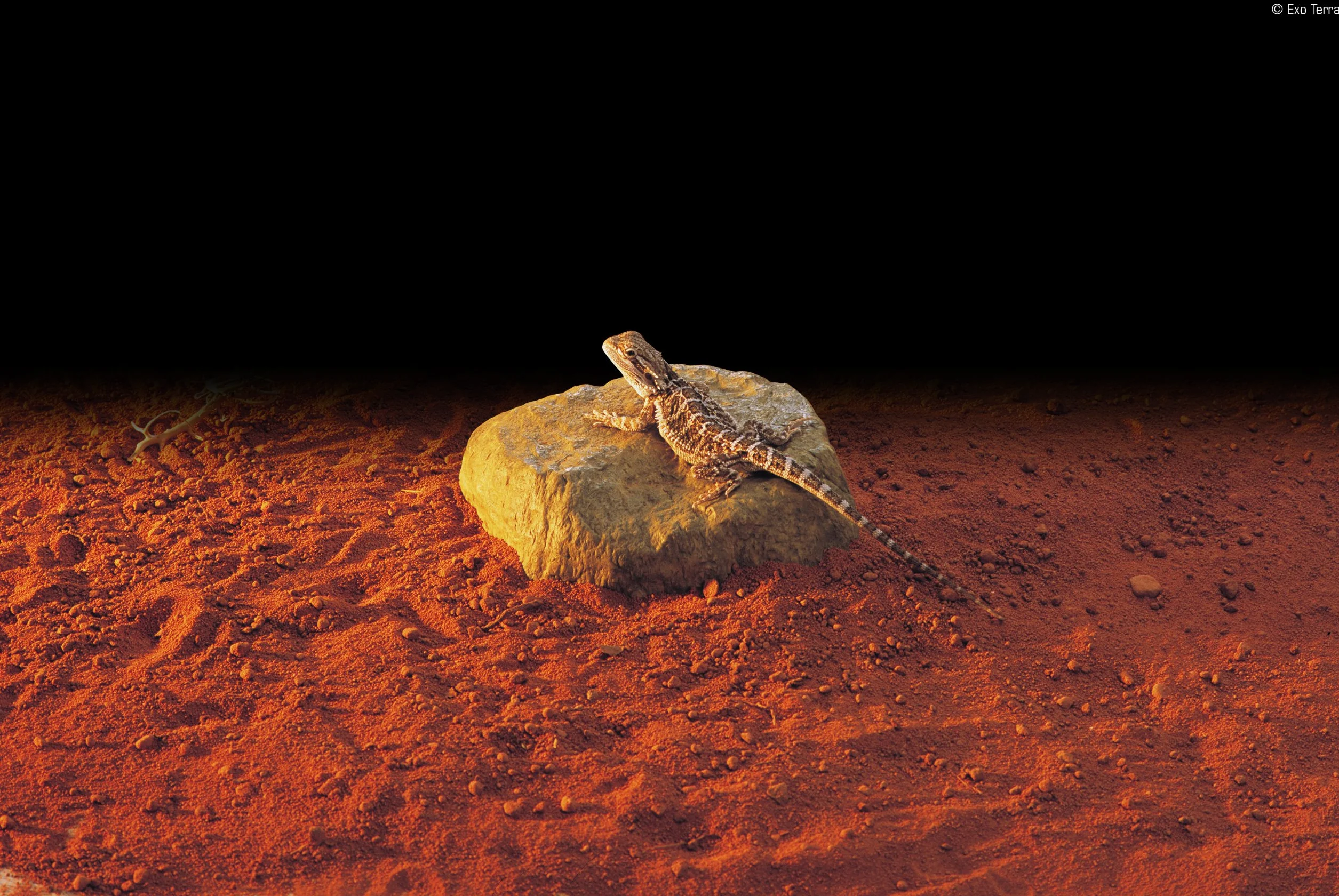 Exoterra Rocher Chauffant pour Reptiles et Amphibiens