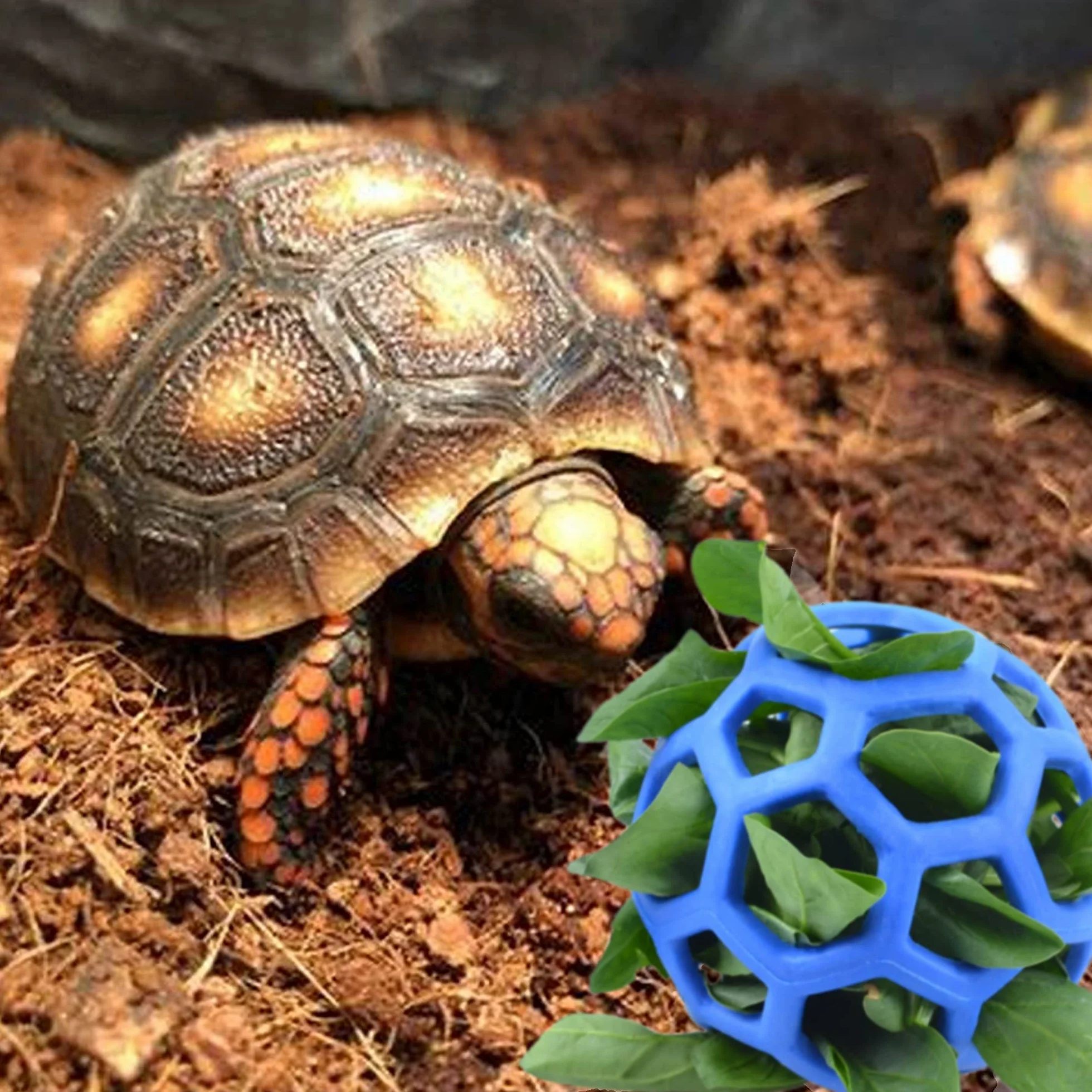 Boule à friandises pour Tortue et Fruits