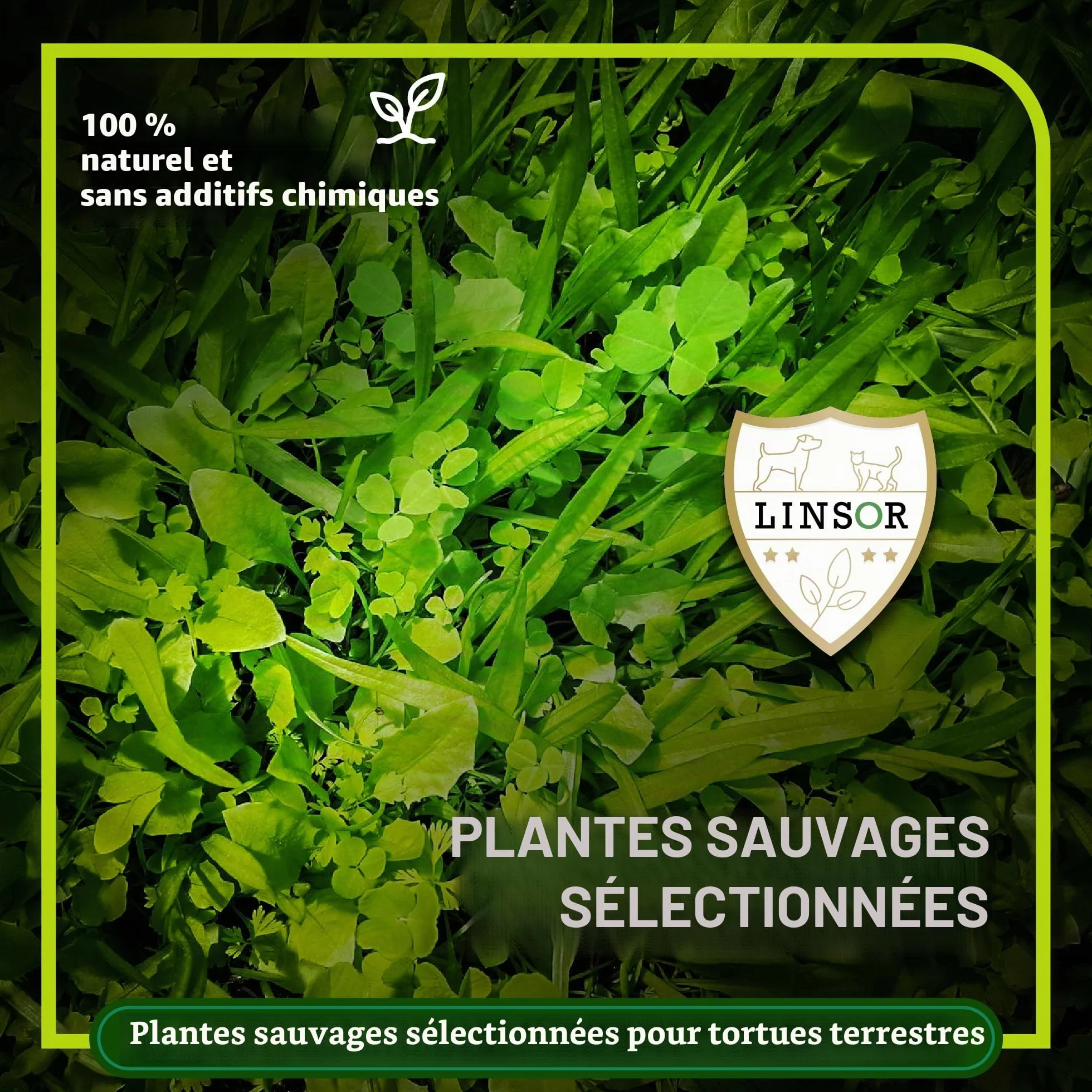 Mélange herbe pour tortues 50 g 17-50 m² Herbes sauvages