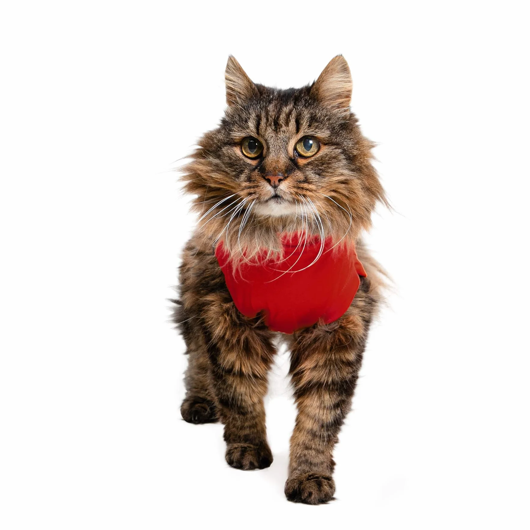 MPS Medical Pet Shirt pour Chats, Rouge, XXXS