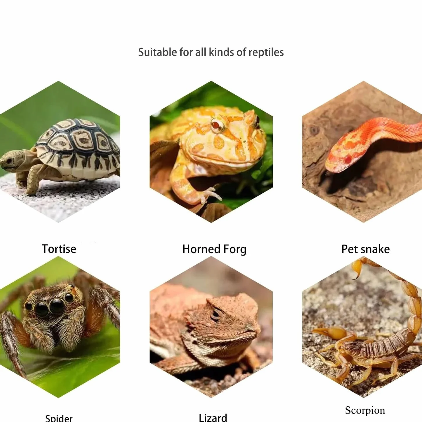 Cachette pour reptile en résine avec bac à nourriture - OMEM, abri pour gecko lézard serpent grenouille araignée (marron)