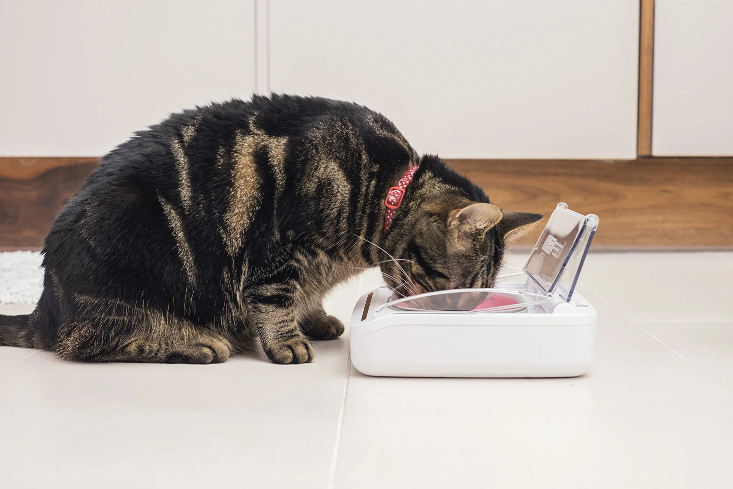Sure PetCare SureFeed Bol hermétique pour Chats et Petits Chiens, Couvercle activé par le Mouvement, Blanc