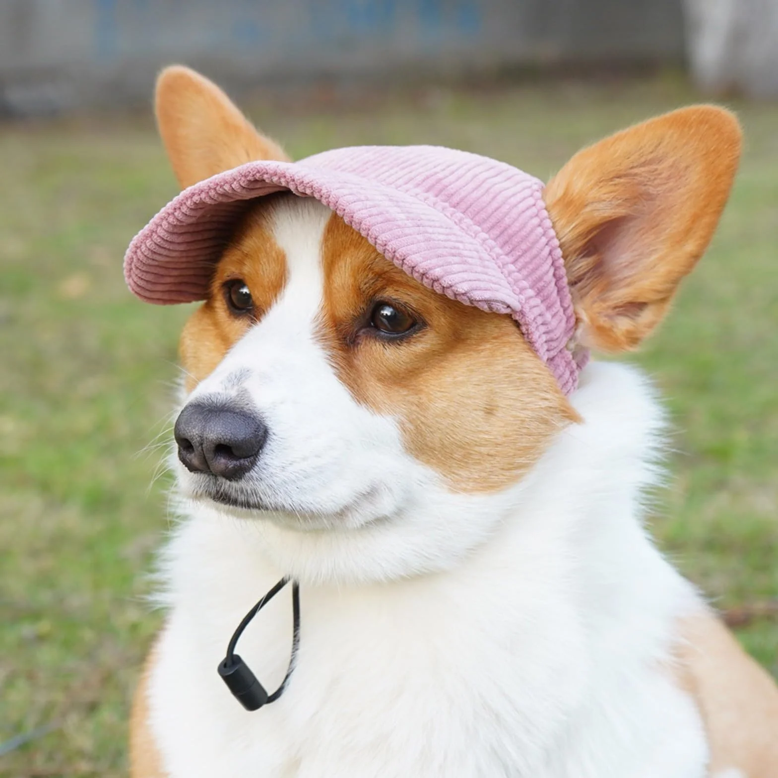 Casquette Chien avec Nom Brodé Personnalisé Chapeau Chien Personnalisée Casquette de Baseball pour Petit, Moyens et Grande Animaux de Compagnie