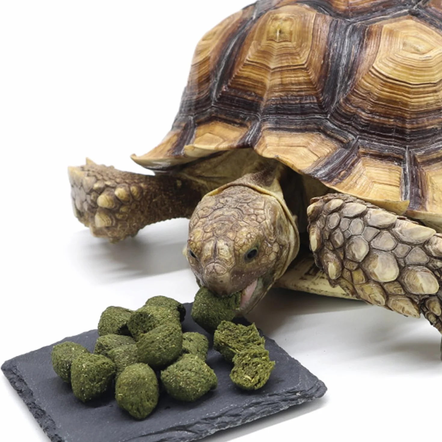 Ardoise Pour Animaux De Compagnie Grimpante, Brosse À Cheveux, Plate-Forme De Bain Pour Tortue, Pinceau À Outils De Peinture