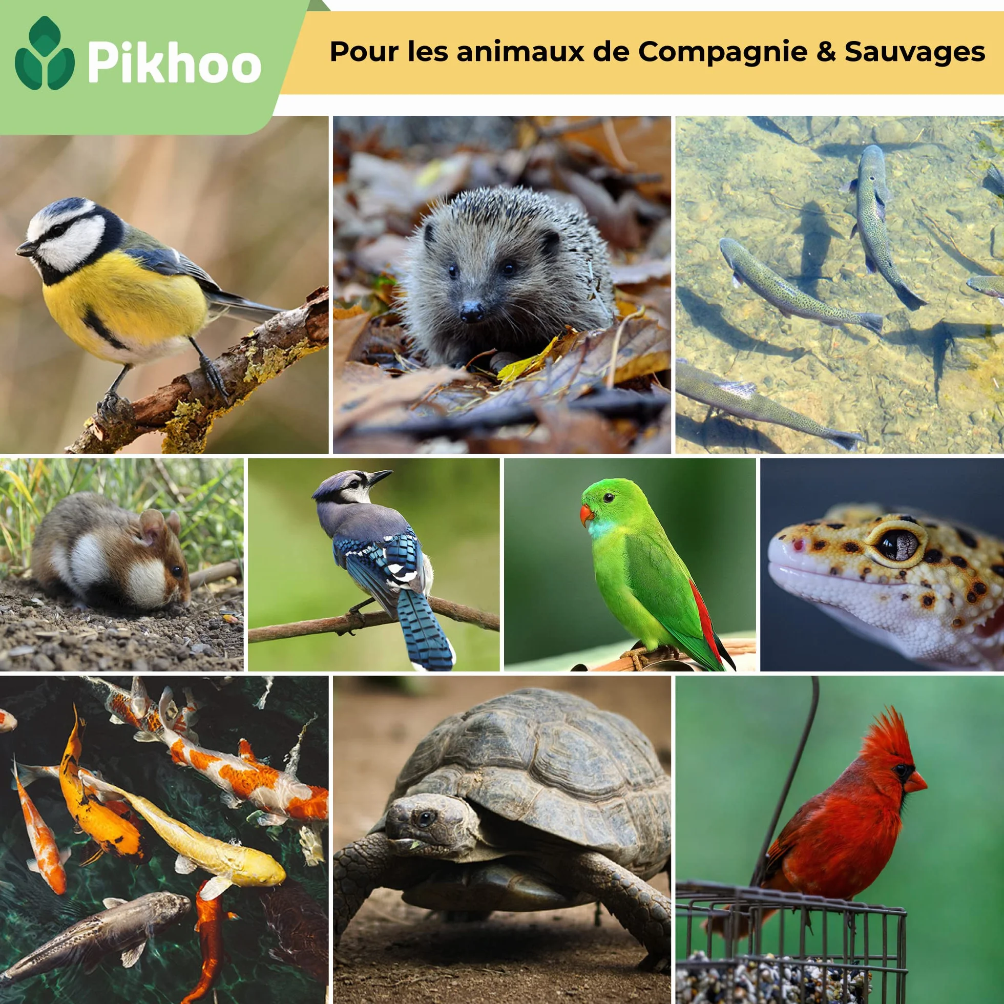 Insectes Comestibles vers de Farine Séchés 2kg Nourriture Oiseaux
