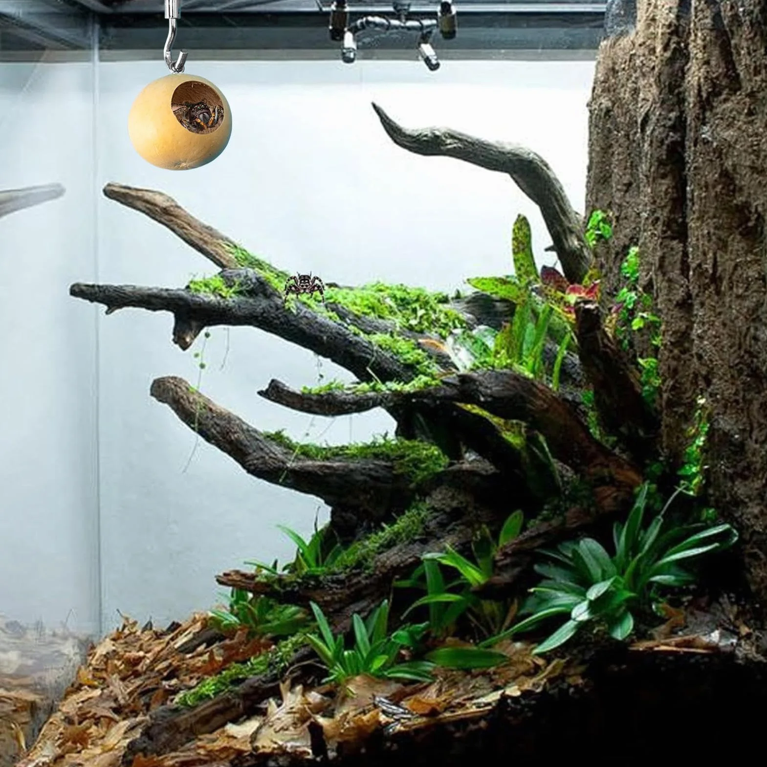 Grotte d'araignée sauteuse | Maison d'araignée sauteuse | Enclos d'araignée naturelle | Accessoires de boîtier d'araignée sauteuse | Cachette d'araignée sauteuse pour araignées