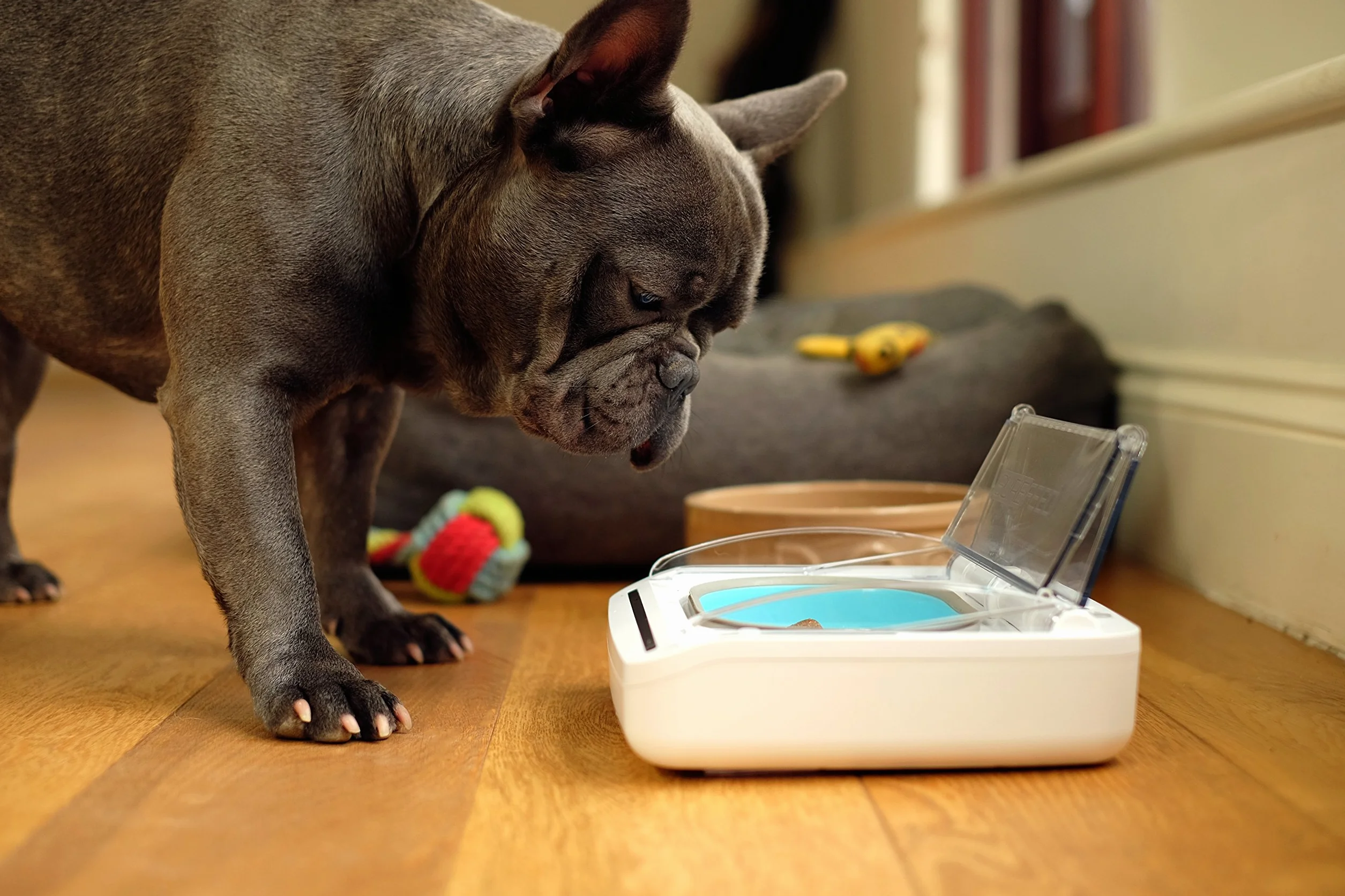Sure PetCare SureFeed Bol hermétique pour Chats et Petits Chiens, Couvercle activé par le Mouvement, Blanc