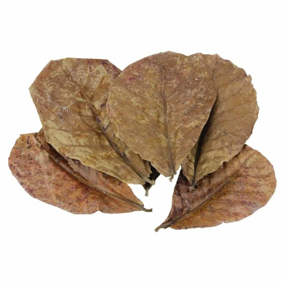 POFET Catappa Lot de 10 feuilles d'amandes indiennes Ketapang pour crevettes Betta Poisson Entretien aquarium