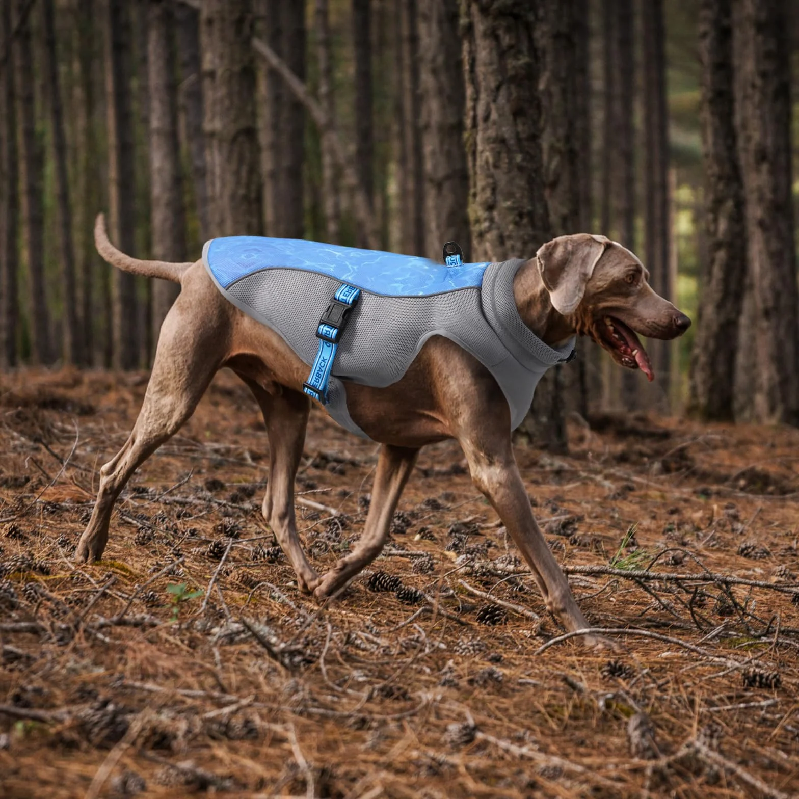 Gilet Rafraichissant Respirable avec Protection UV pour Chien - Manteau pour Promenade et Activités Extérieures (Bleu M)