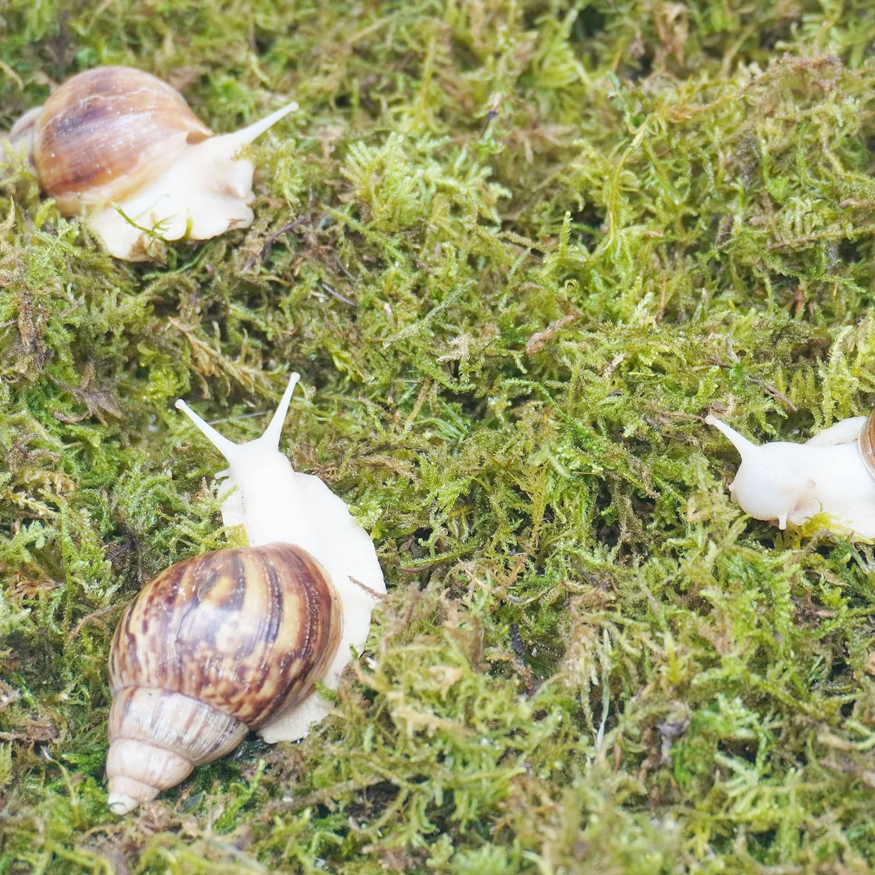 Substrat pour escargots 113,4 g maintien humidité aquarium