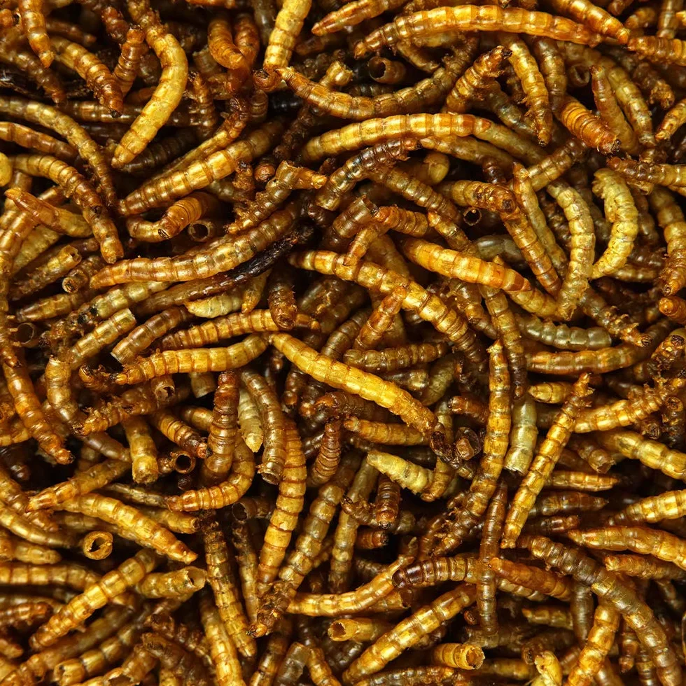 Vers de Farine séchés GardenersDream Friandises nutritives pour Oiseaux Sauvages 5kg