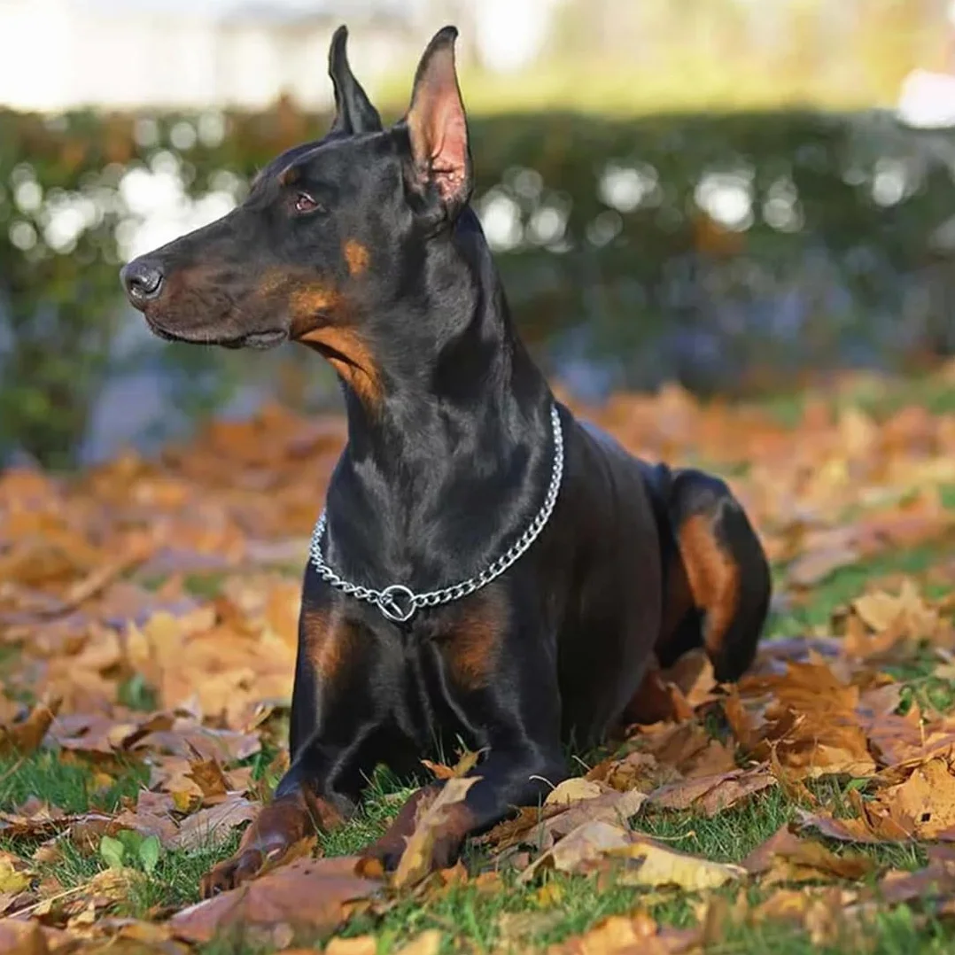 Collier Etrangleur en Acier Inoxydable pour Chien 55cm avec Fermoir Sécurisé