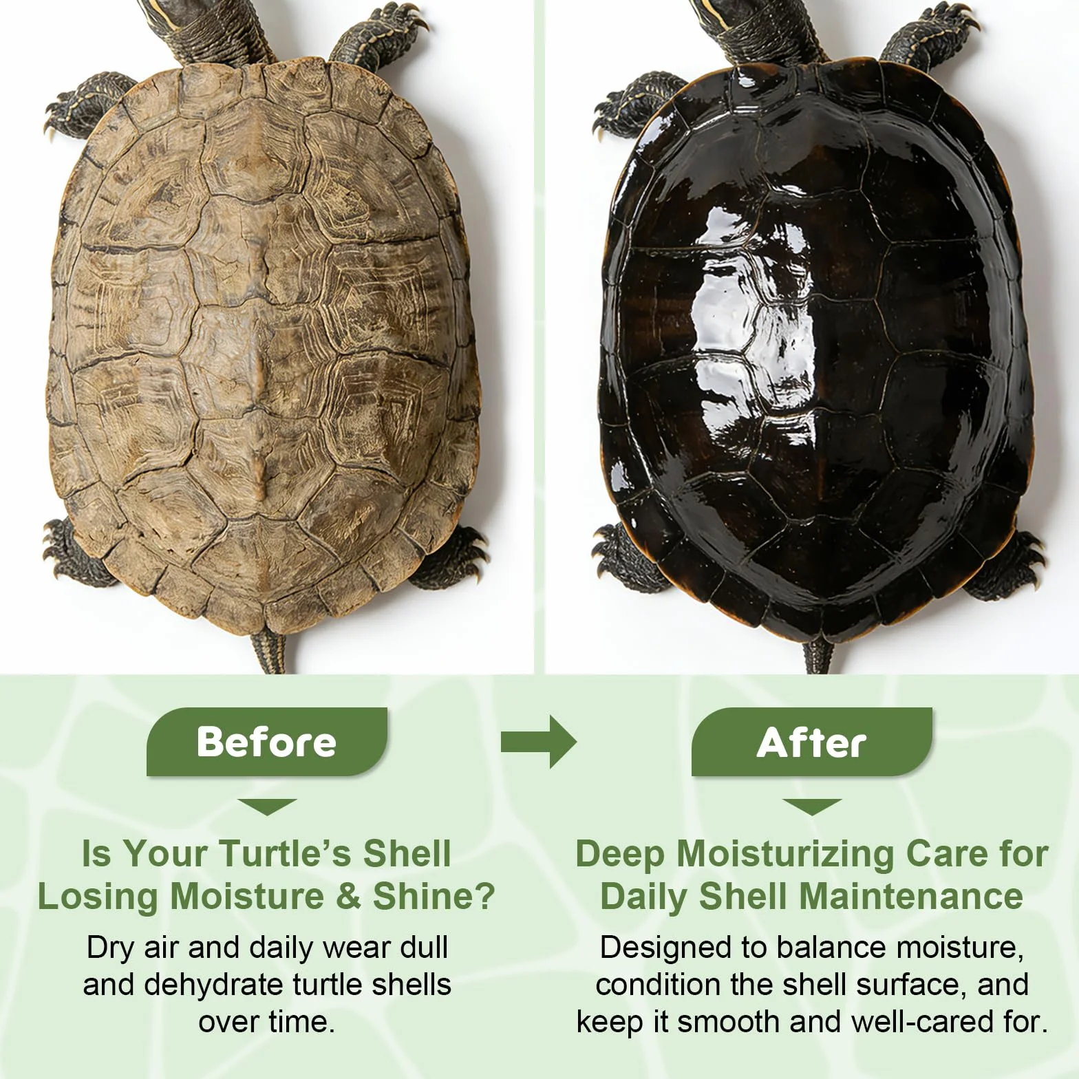 Baume hydratant pour carapace de tortue - Soin végétal 30 g