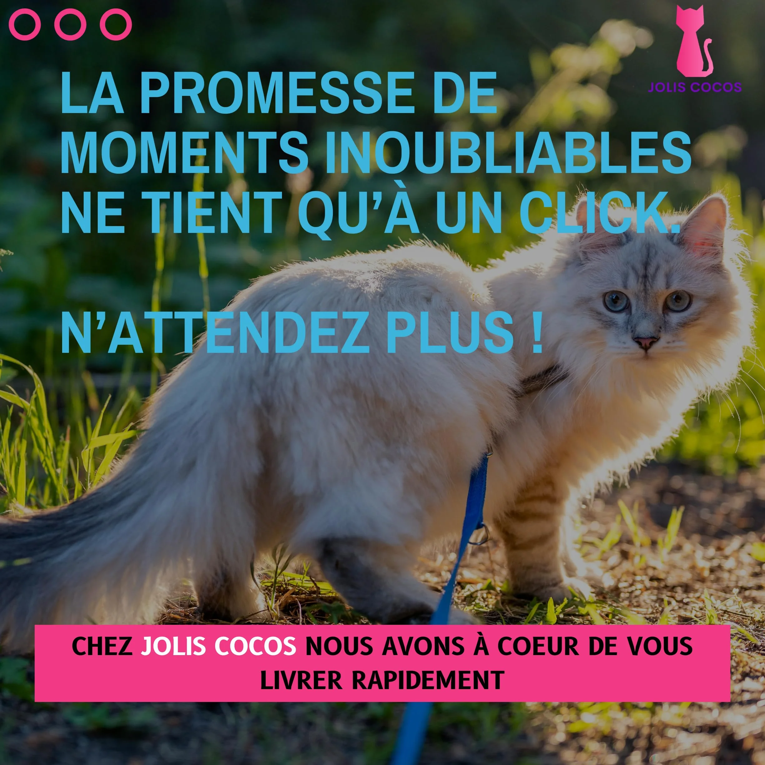 Harnais et Laisse pour Chat ou Lapin avec Guide Première Sortie, Accessoire Réglable Réfléchissant, Anti-Fugue