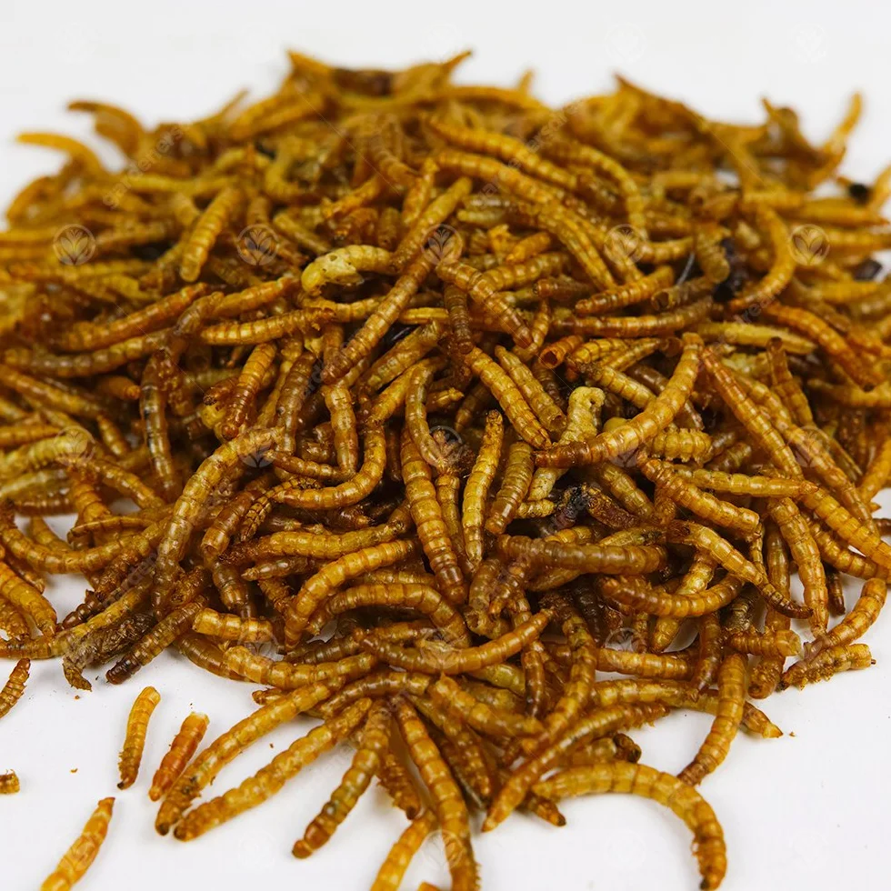 Vers de Farine séchés GardenersDream Friandises nutritives pour Oiseaux Sauvages 5kg