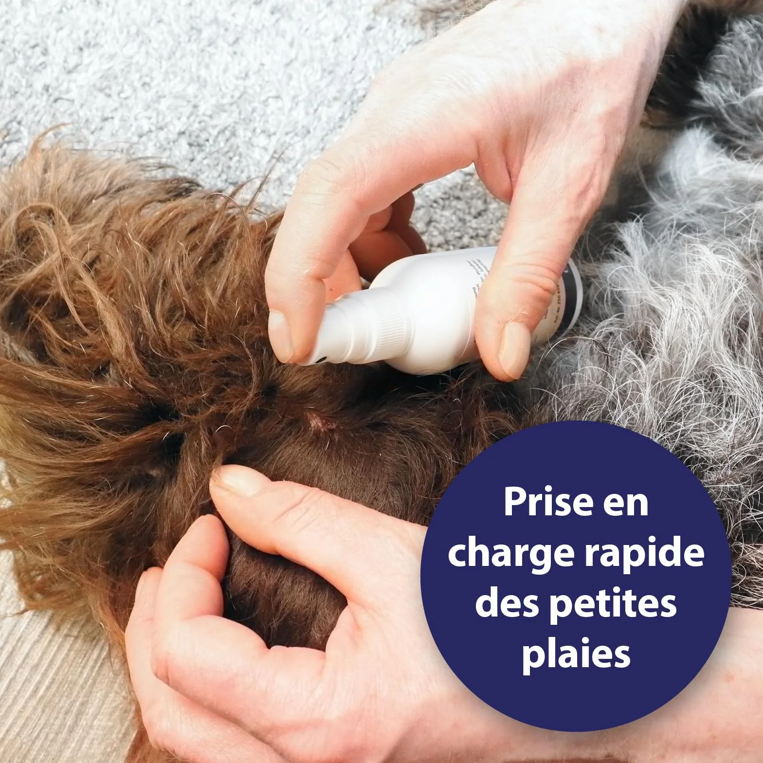 Canosept Spray Antiseptique Pour Chiens 75 ml - Spray Antibactérien pour Plaies