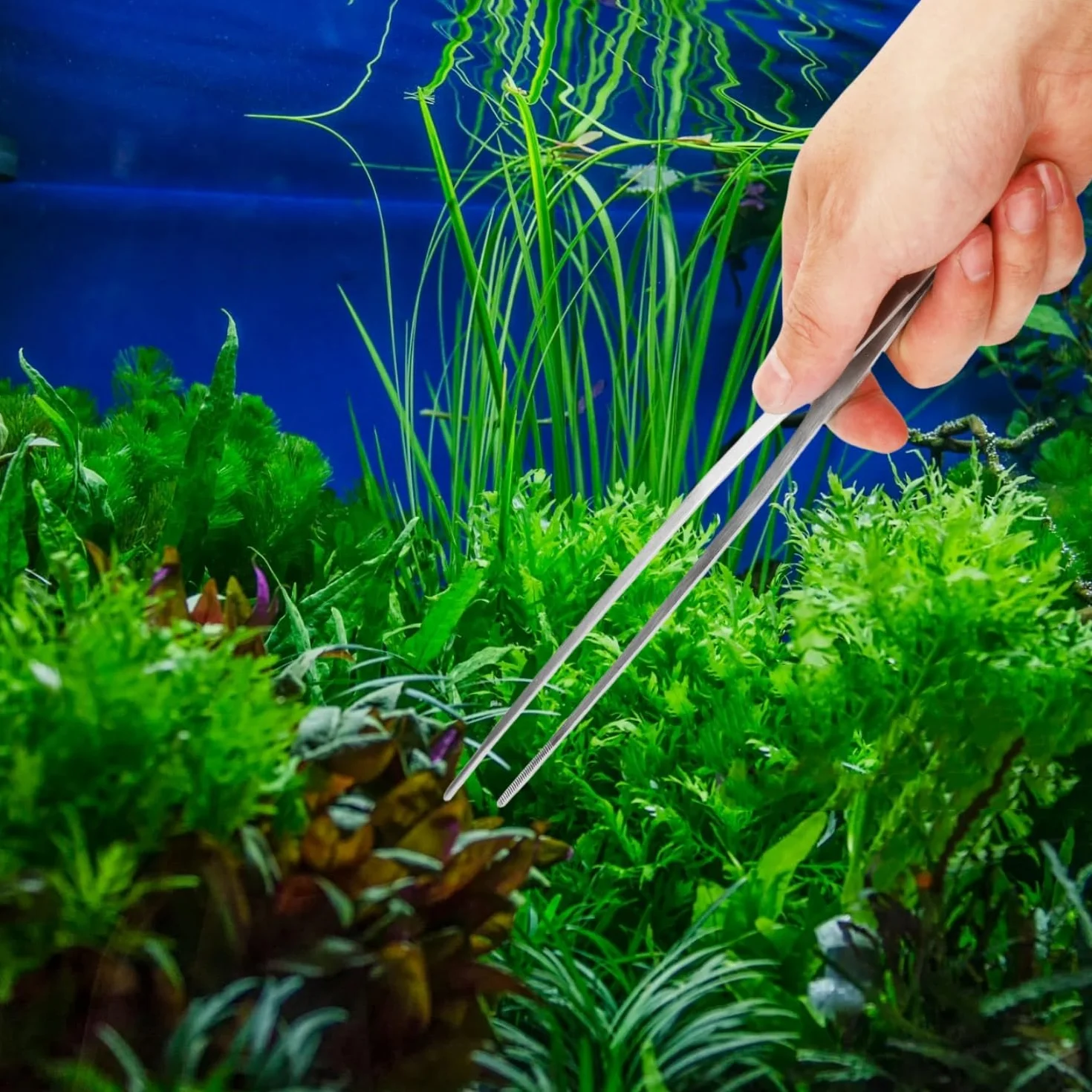 Ensemble d'outils d'aquarium en acier inoxydable - Ciseaux et pincettes pour plantes
