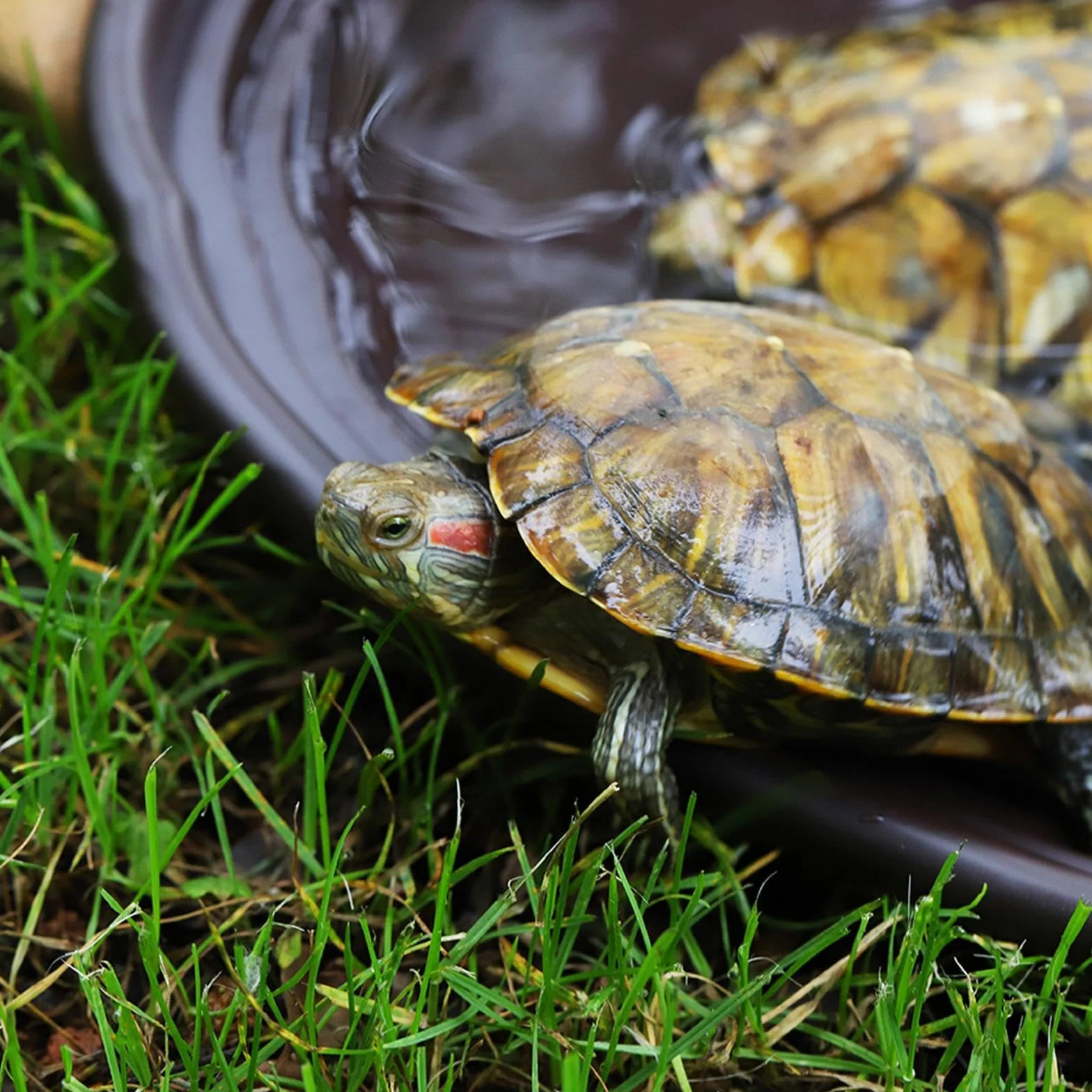MagiDeal Plat d'alimentation pour Reptiles, Bol d'eau pour Tortue, Ornement d'aquarium
