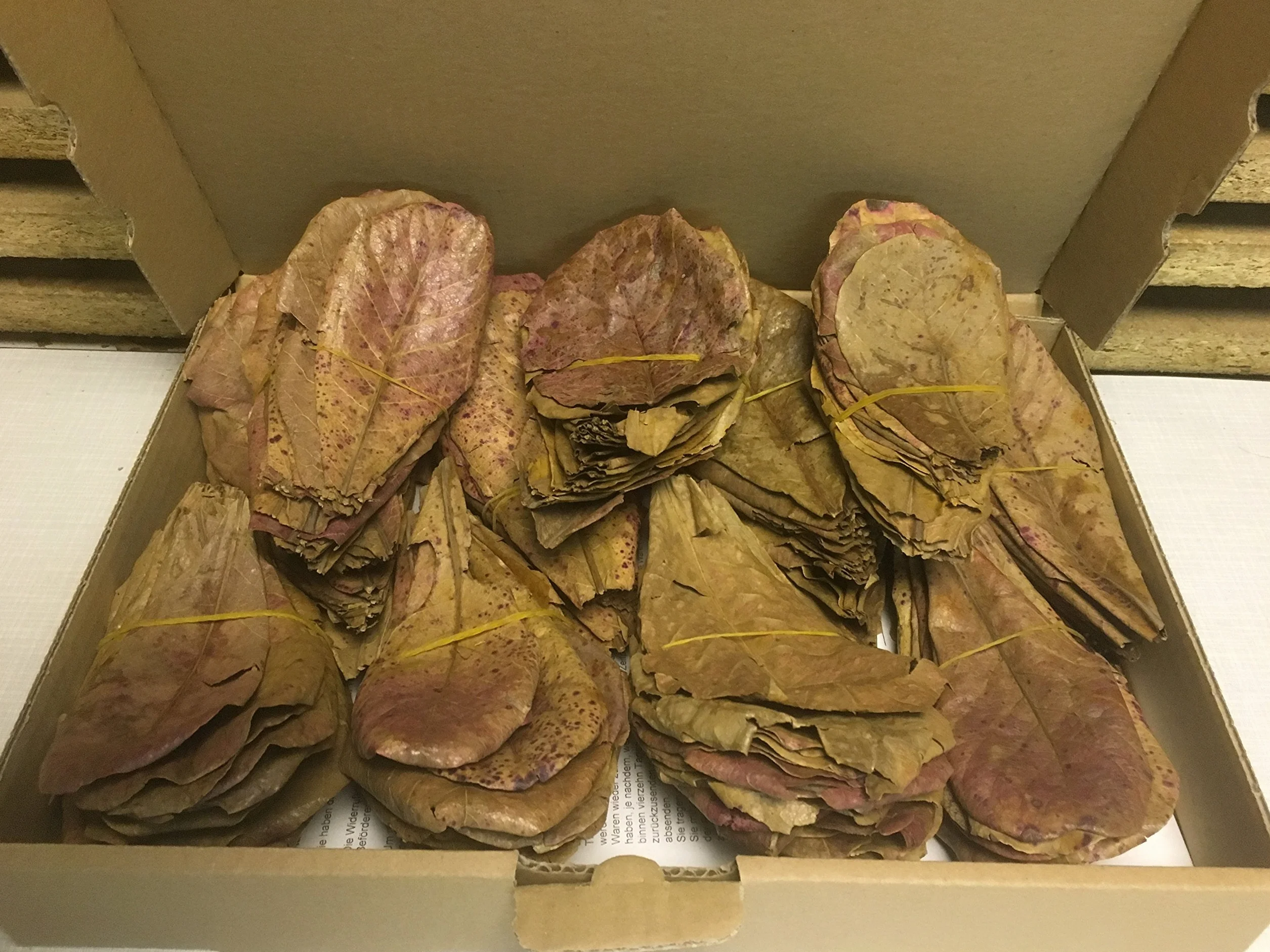 Feuilles de badamier Catappa-Leaves Nano 200 g (env. 200 feuilles de 10 cm)