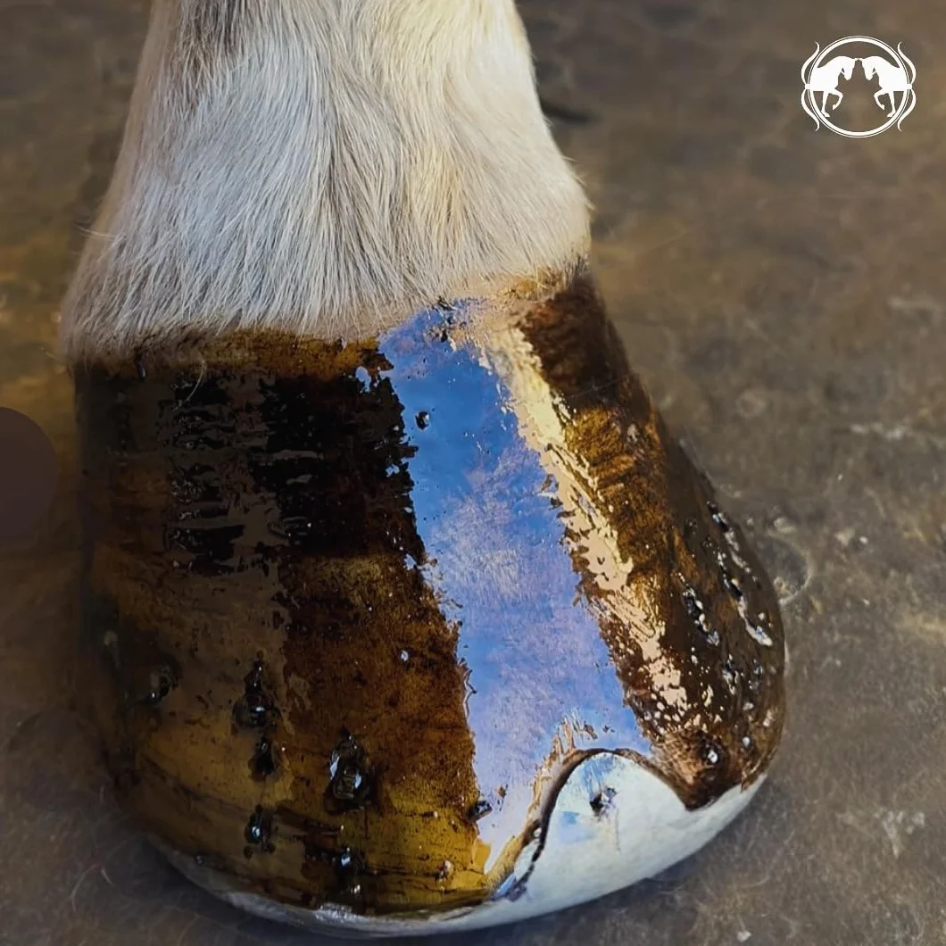 Huile de Cade Cheval Soin Naturel Peau Sabots Entretien Fourchette Zones sensibles Action assainissante Format Liquide 500 g