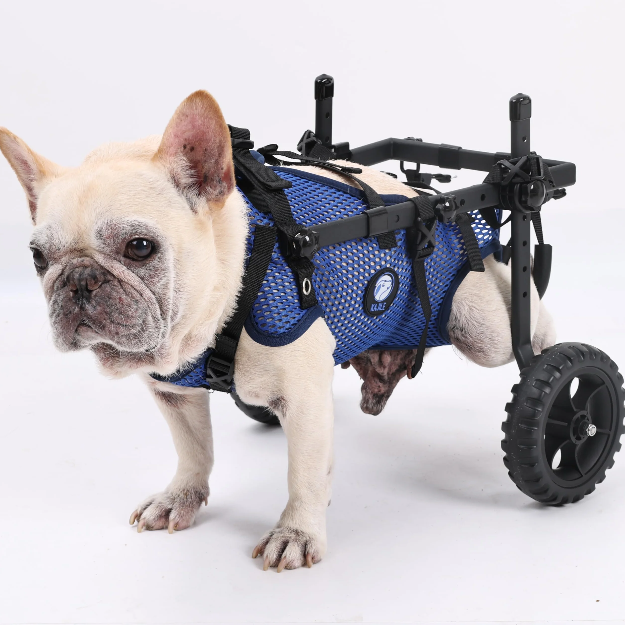 Fauteuil Roulant Pliable et Réglable 2 Roues pour Animaux,Bleu,M | Rééducation des membres postérieurs chez les animaux de compagnie, poussette pour animaux, soutien des pattes arrière