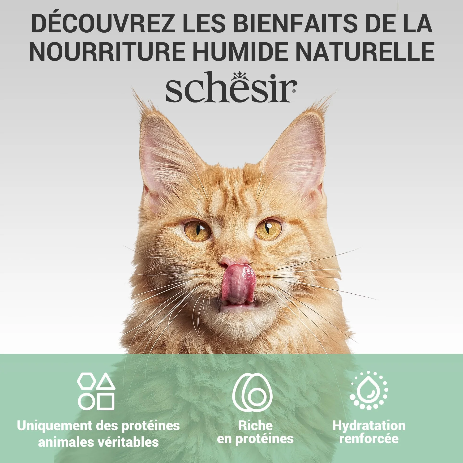 Schesir Filets de Thon et calmar Nourriture Humide pour Chats 12 sachets 40 g