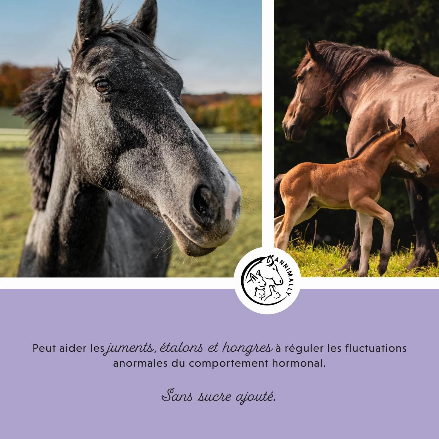 Annimally Liquide de Gattilier pour Chevaux 1000ml Ashwagandha Magnésium Racine de Réglisse