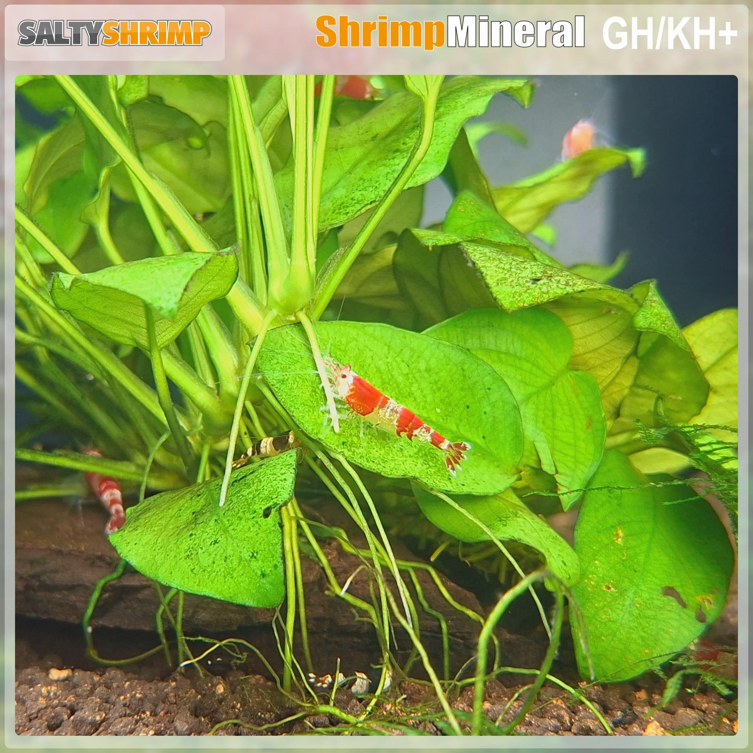 Bee Shrimp Mineral GH+ 110g Sel minéral pour crevettes Abeilles bourdons Tigres augmentation dureté eau