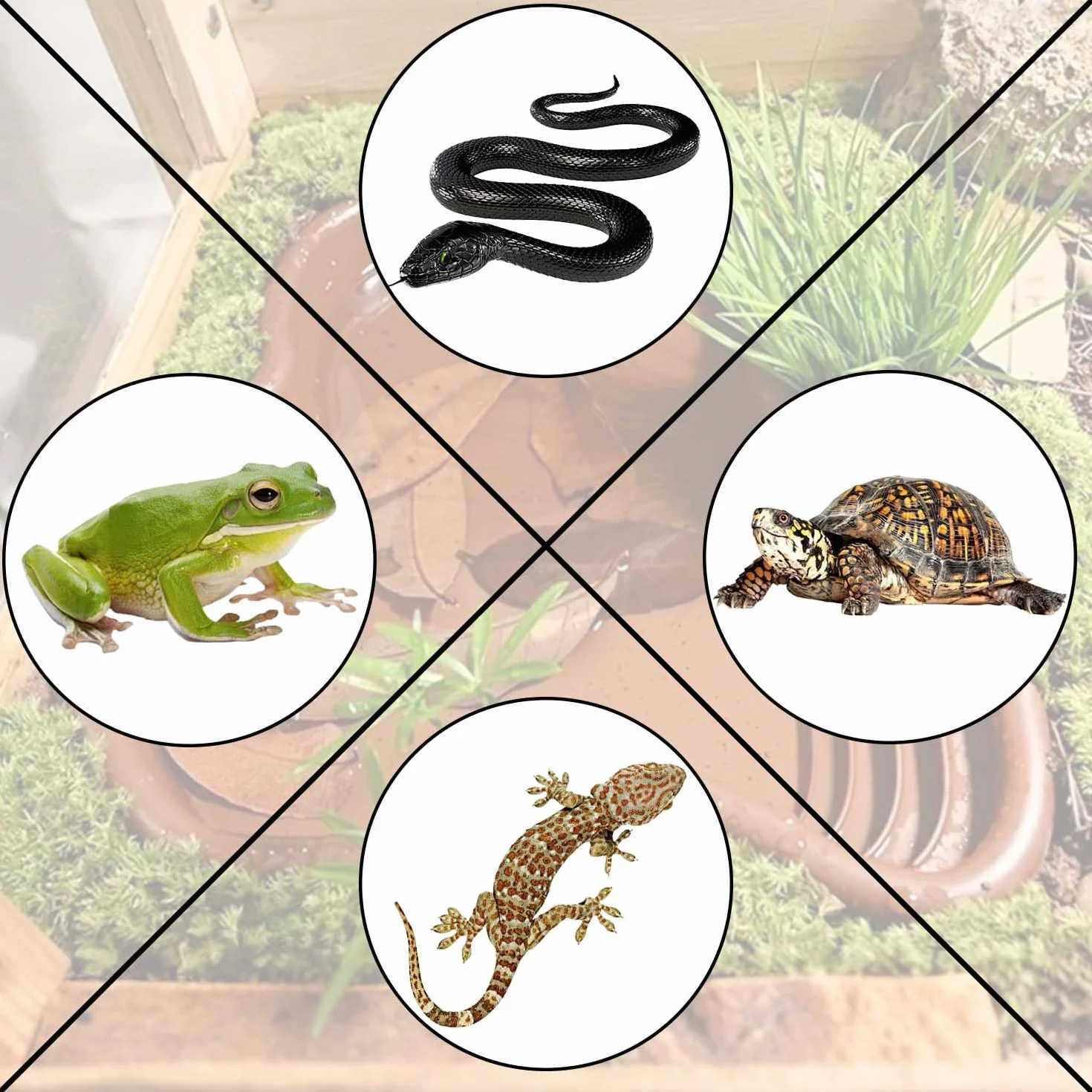 Grand Bol d'Eau pour Reptiles, Bol de Nourriture pour Reptiles, Piscine pour Tortue